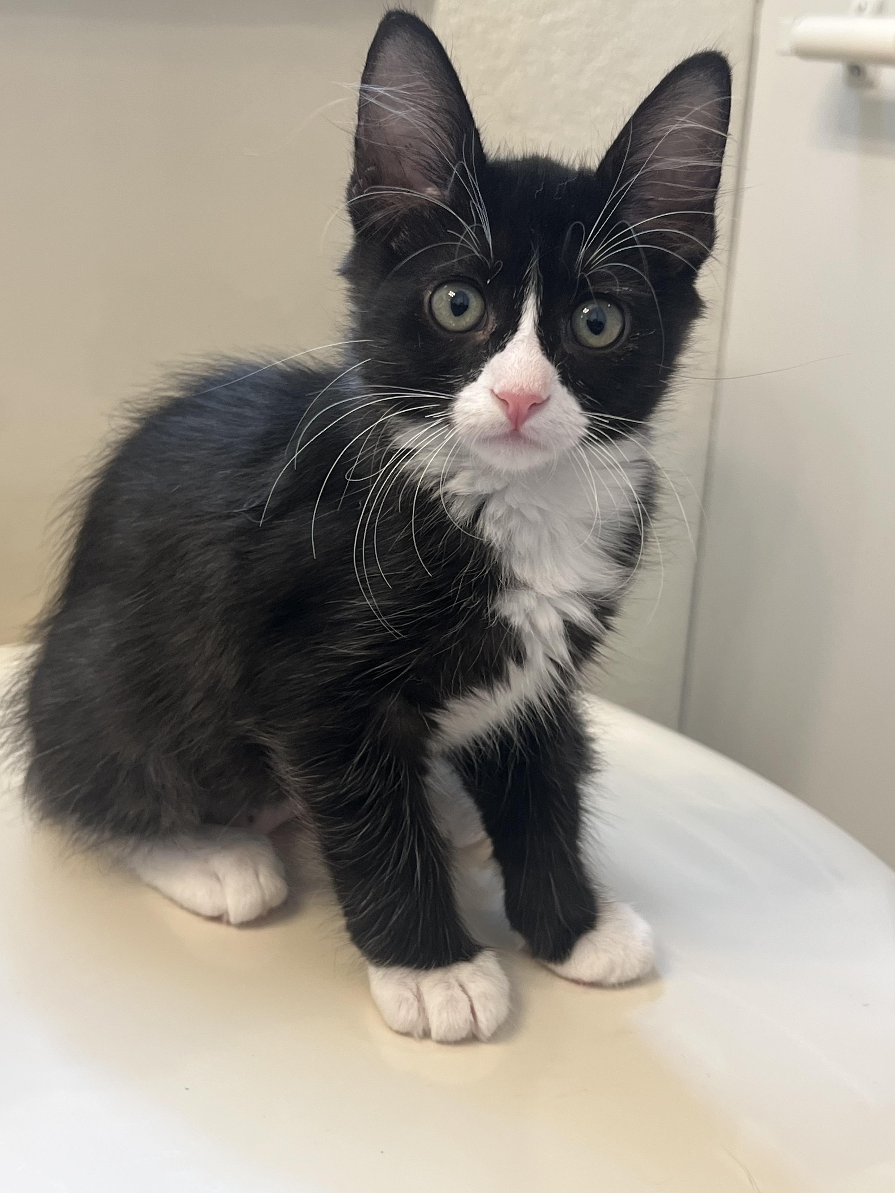 Luna, Adoptable, Kitten Female Tuxedo.