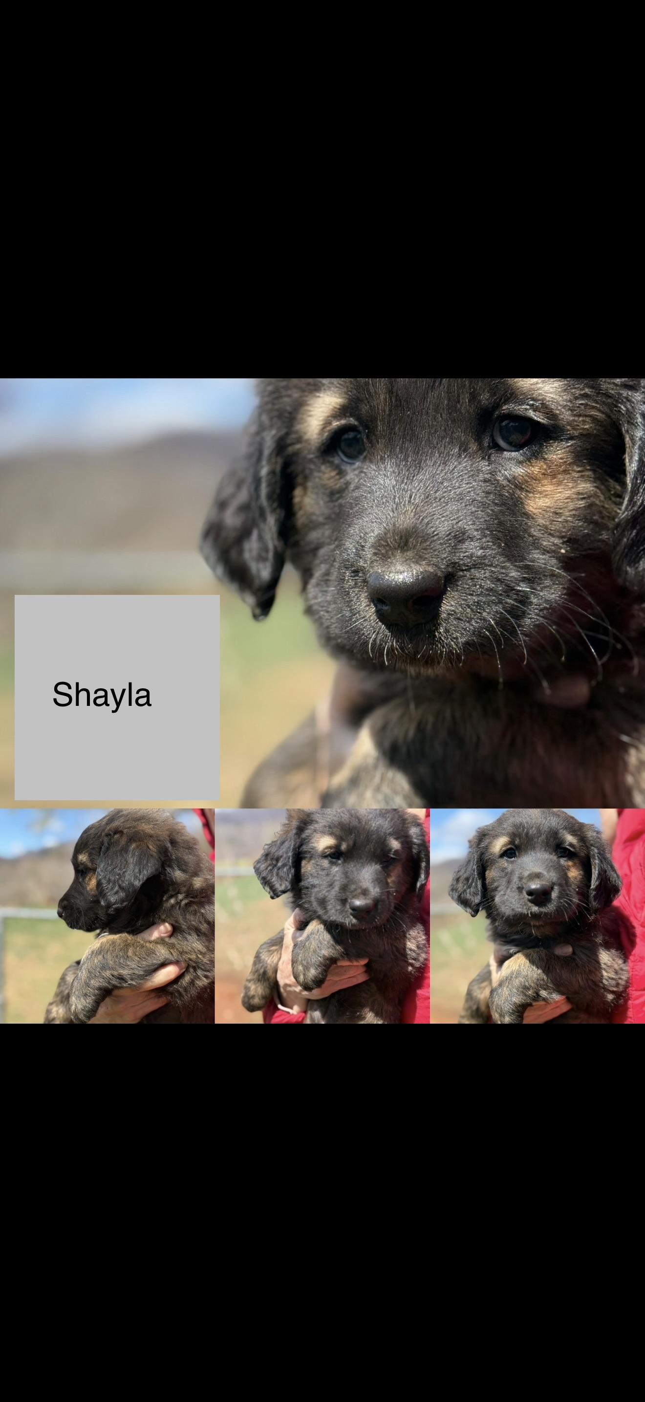Shayla (S7F), adopted, Puppy Female German Shepherd Dog.