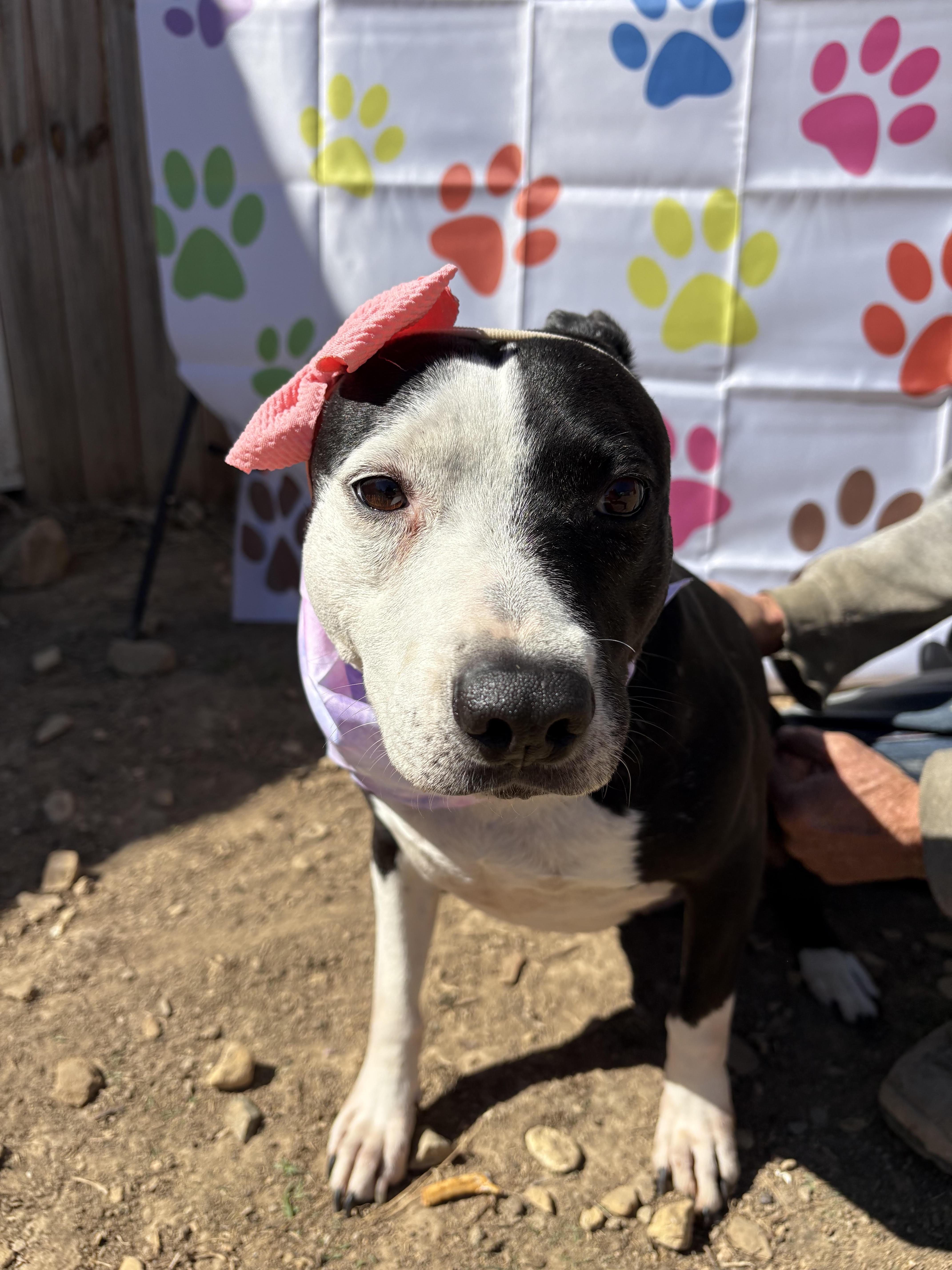 Enlarge Lola, a ADOPTABLE American Staffordshire Terrier in Scottsville, KY image 5/5