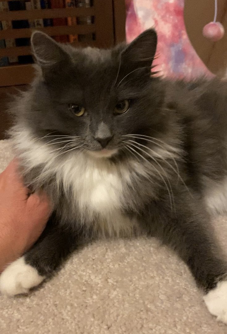 Burrito, Adopted, Kitten Male Domestic Long Hair.