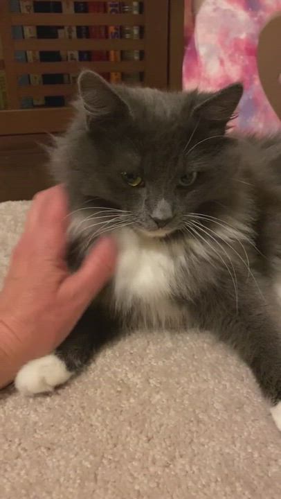 Enlarge Burrito, a Adopted Domestic Long Hair in Monroe, NC video 2/2