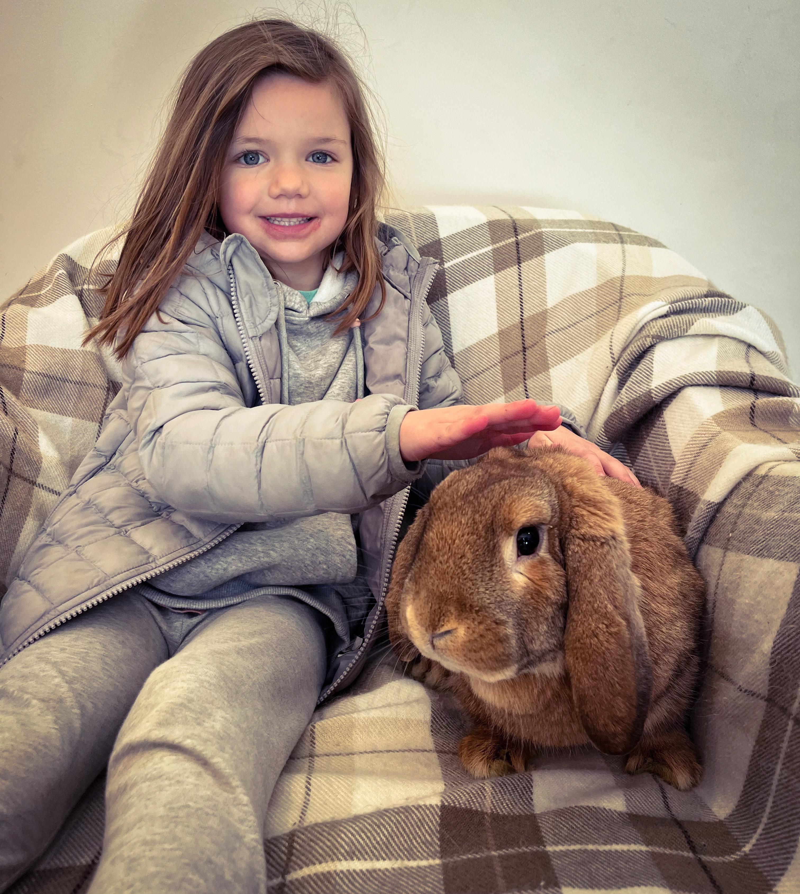Roscoe, Adopted, Adult Male English Lop.
