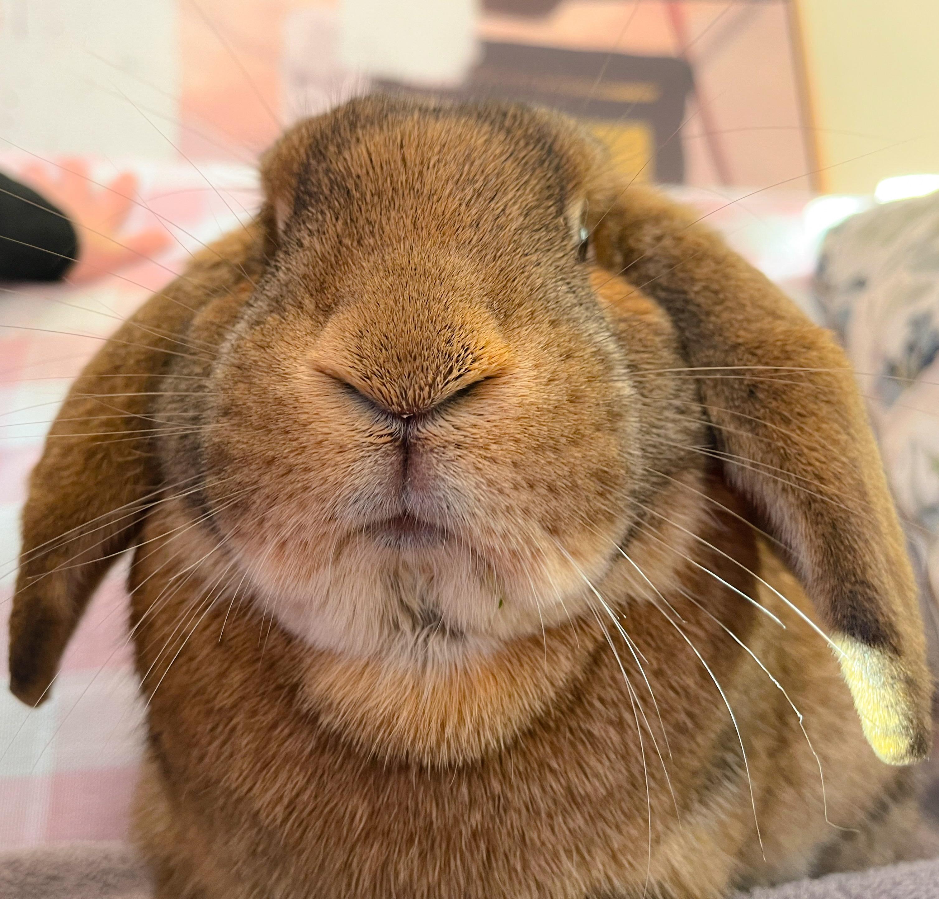 Enlarge Roscoe, a Adopted English Lop in Columbia, TN image 1/3
