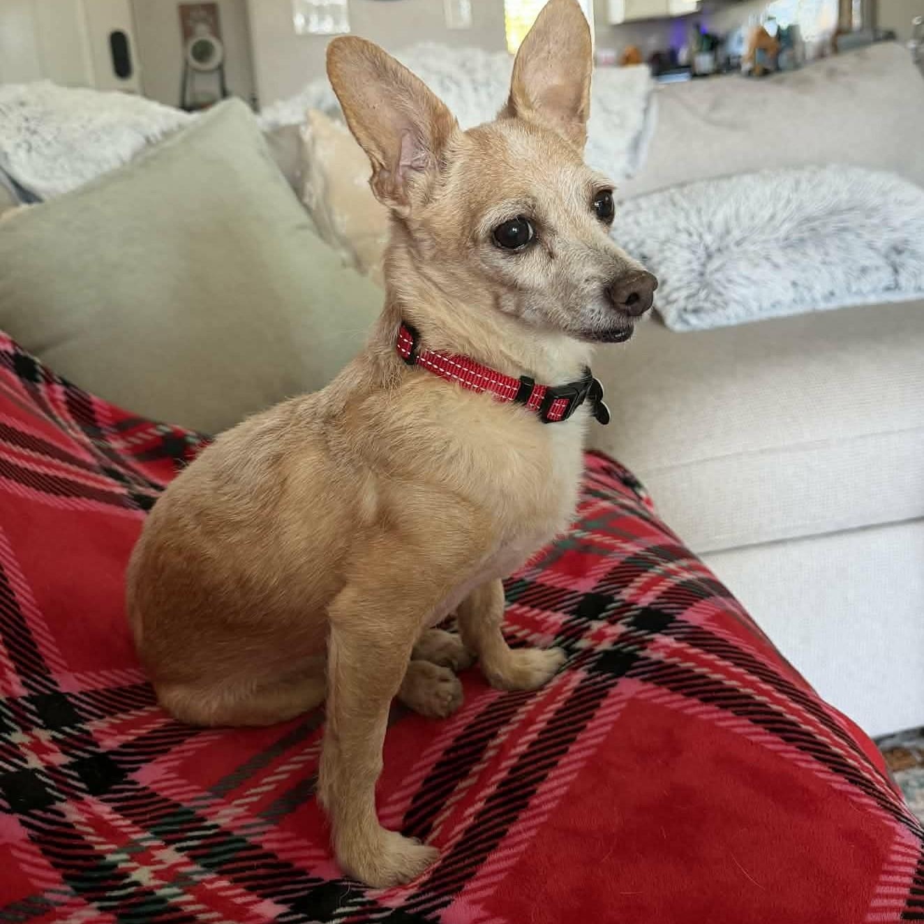 Enlarge HARRY , an adopted mixed breed in Marana, AZ image 1/4