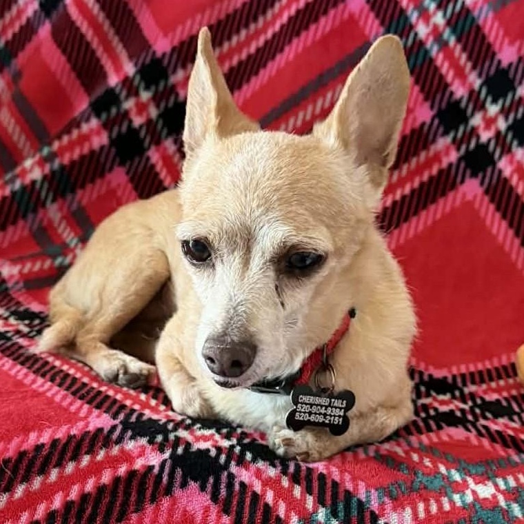 Enlarge HARRY , an adopted mixed breed in Marana, AZ image 4/4