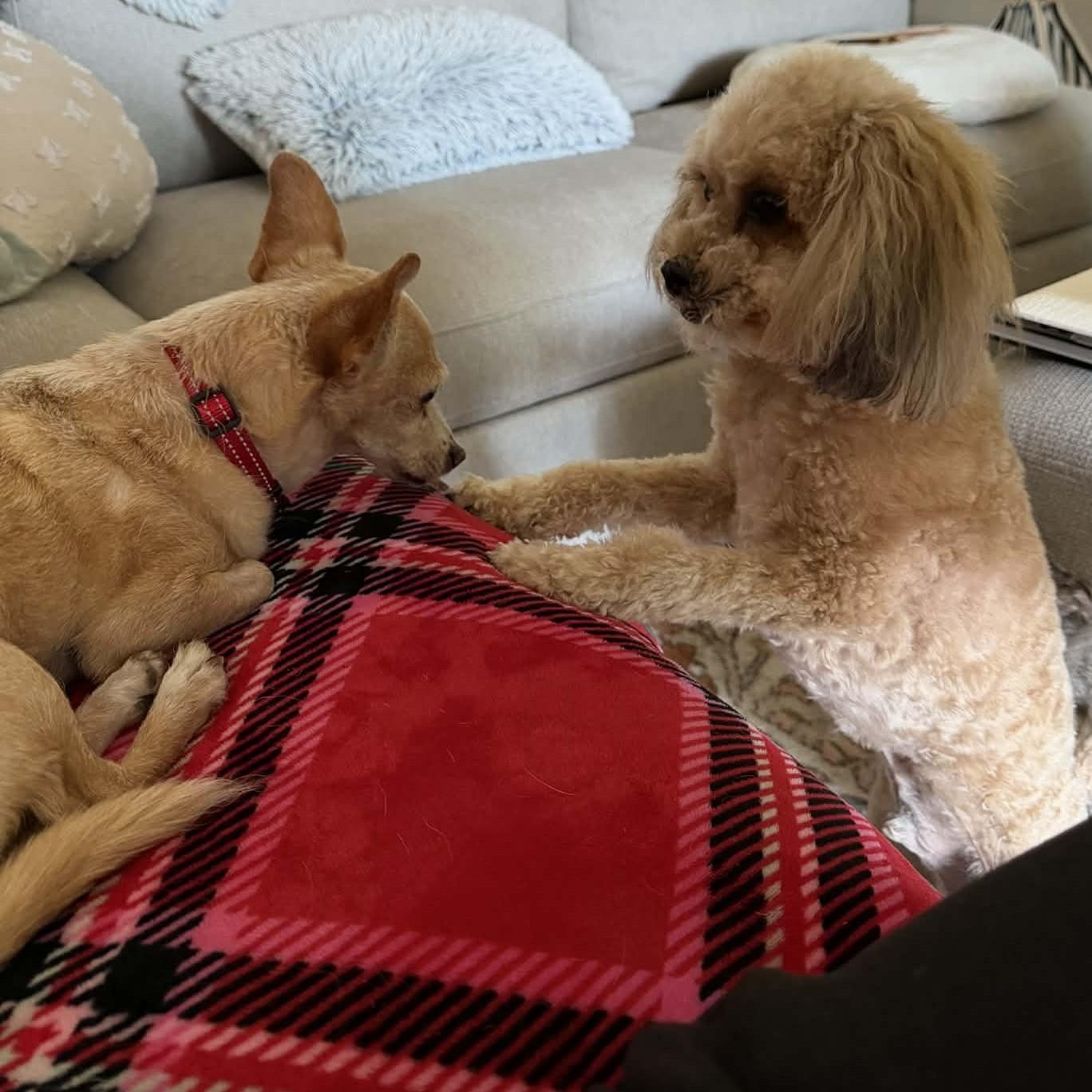 Enlarge HARRY , an adopted mixed breed in Marana, AZ image 2/4