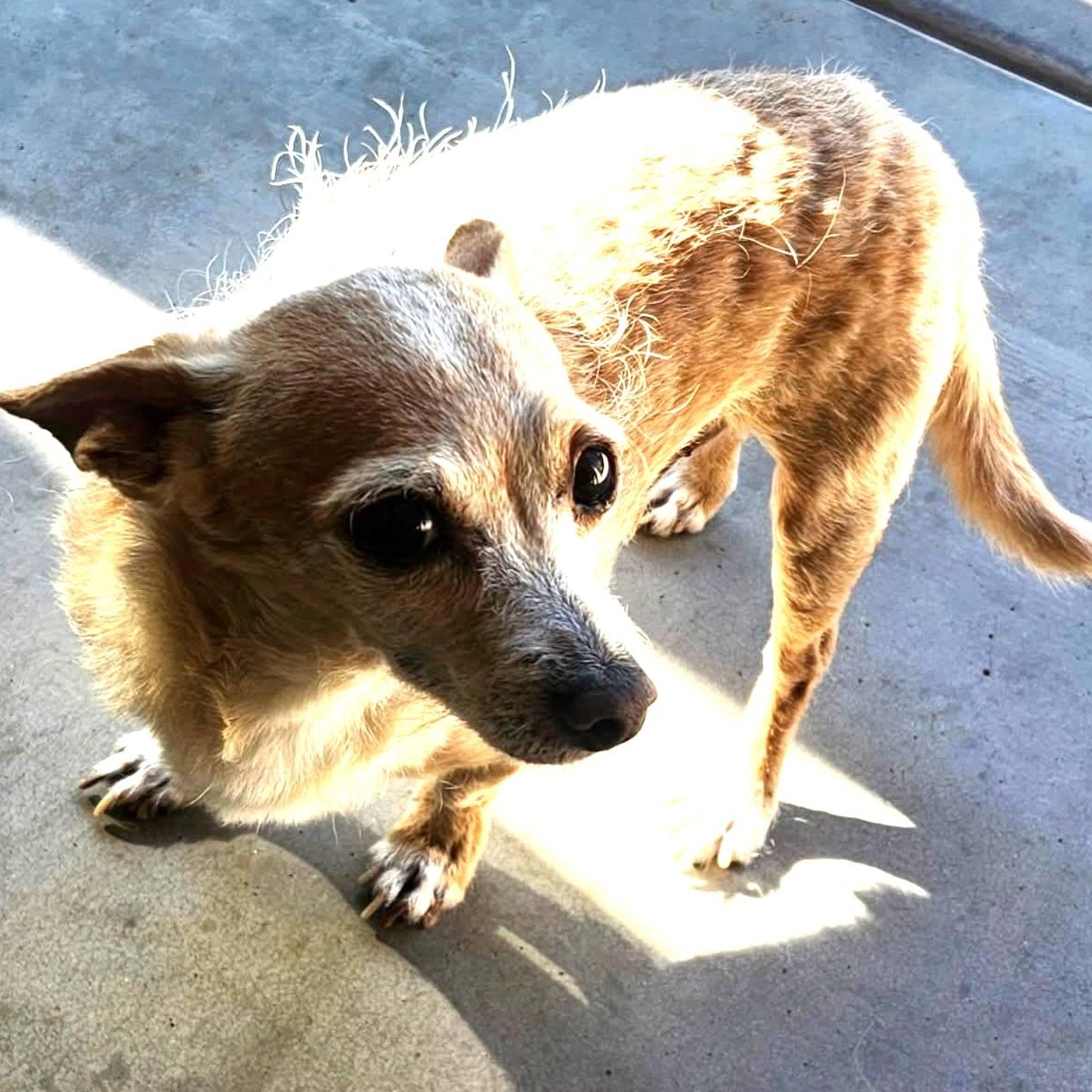 Enlarge HARRY , an adopted mixed breed in Marana, AZ image 3/4