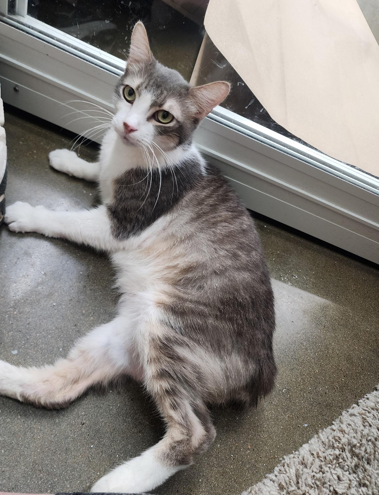 Anakin, adopted, Adult Male American Shorthair & Manx.