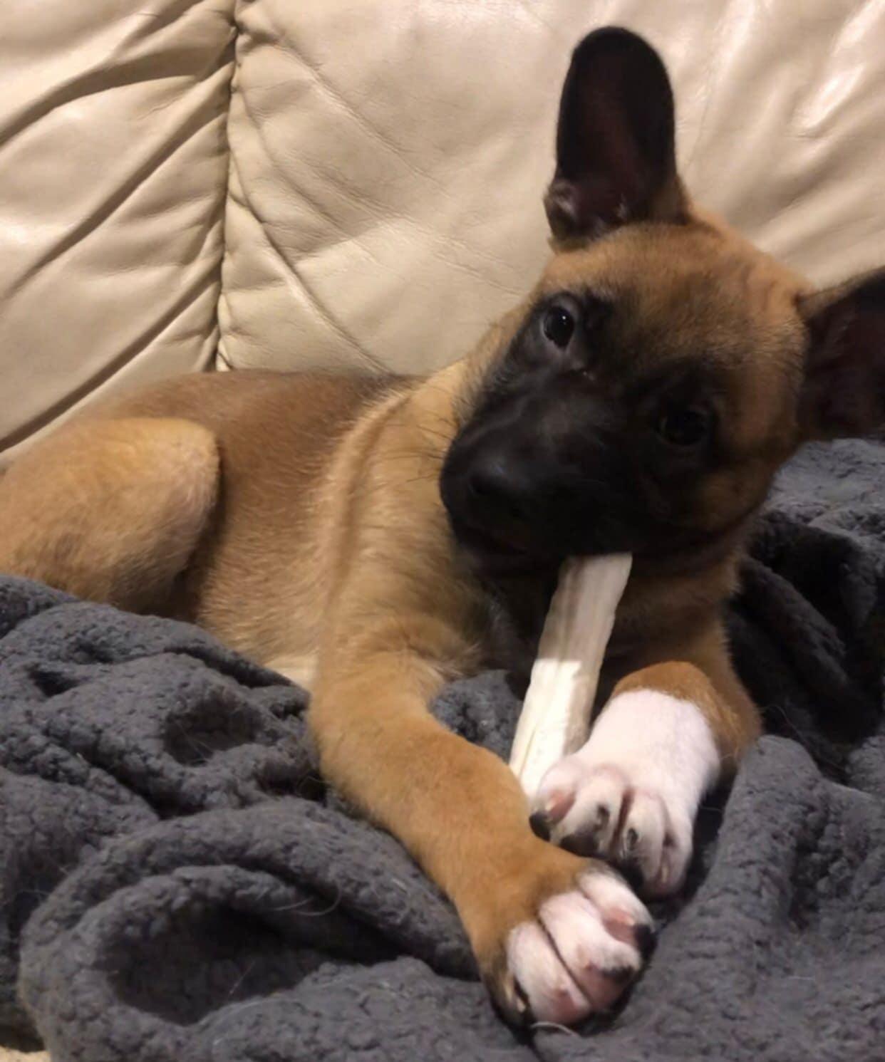 Enlarge Ashes, a ADOPTABLE mixed breed in Vienna, ON image 4/6