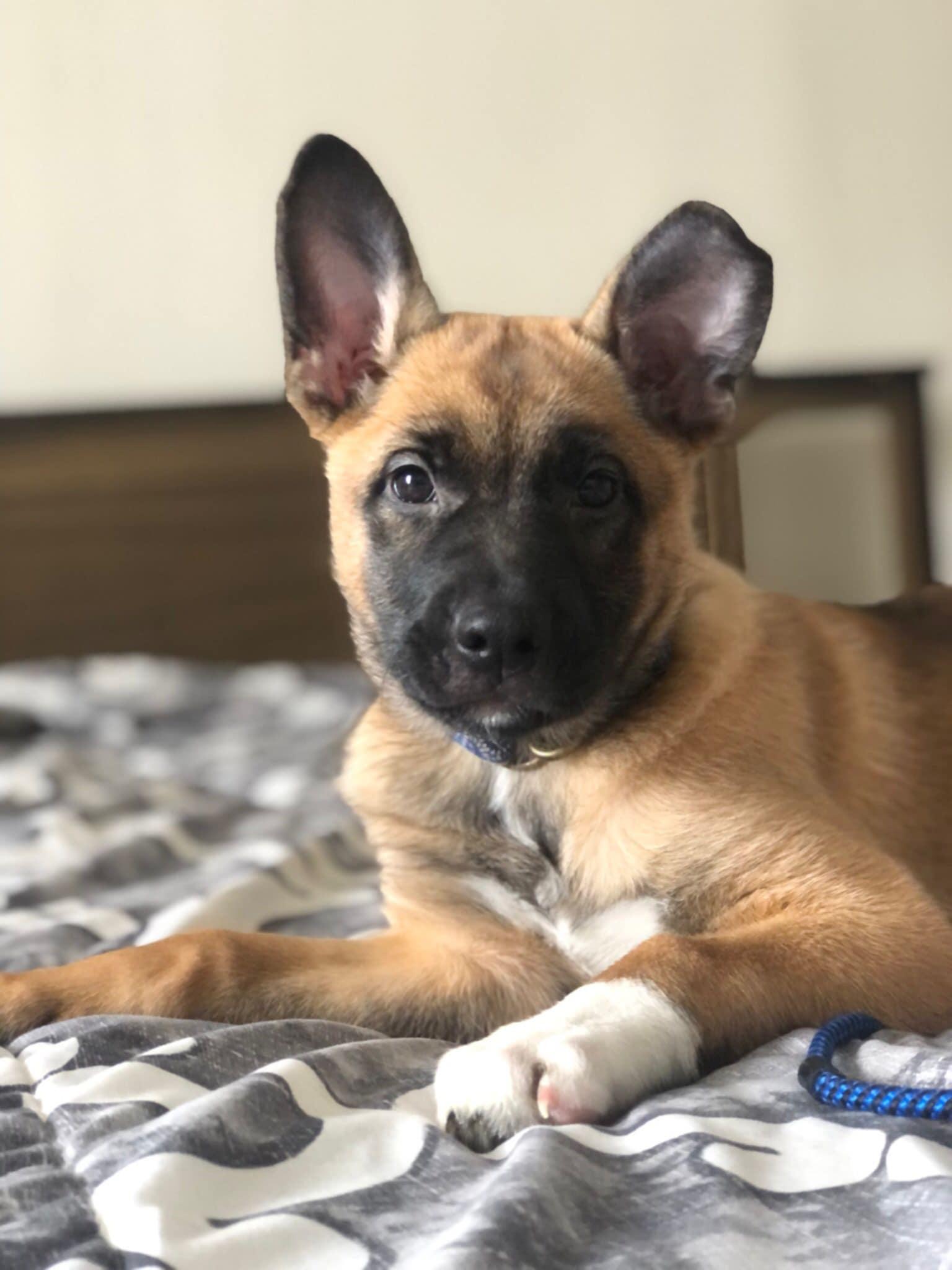 Enlarge Ashes, a ADOPTABLE mixed breed in Vienna, ON image 1/6