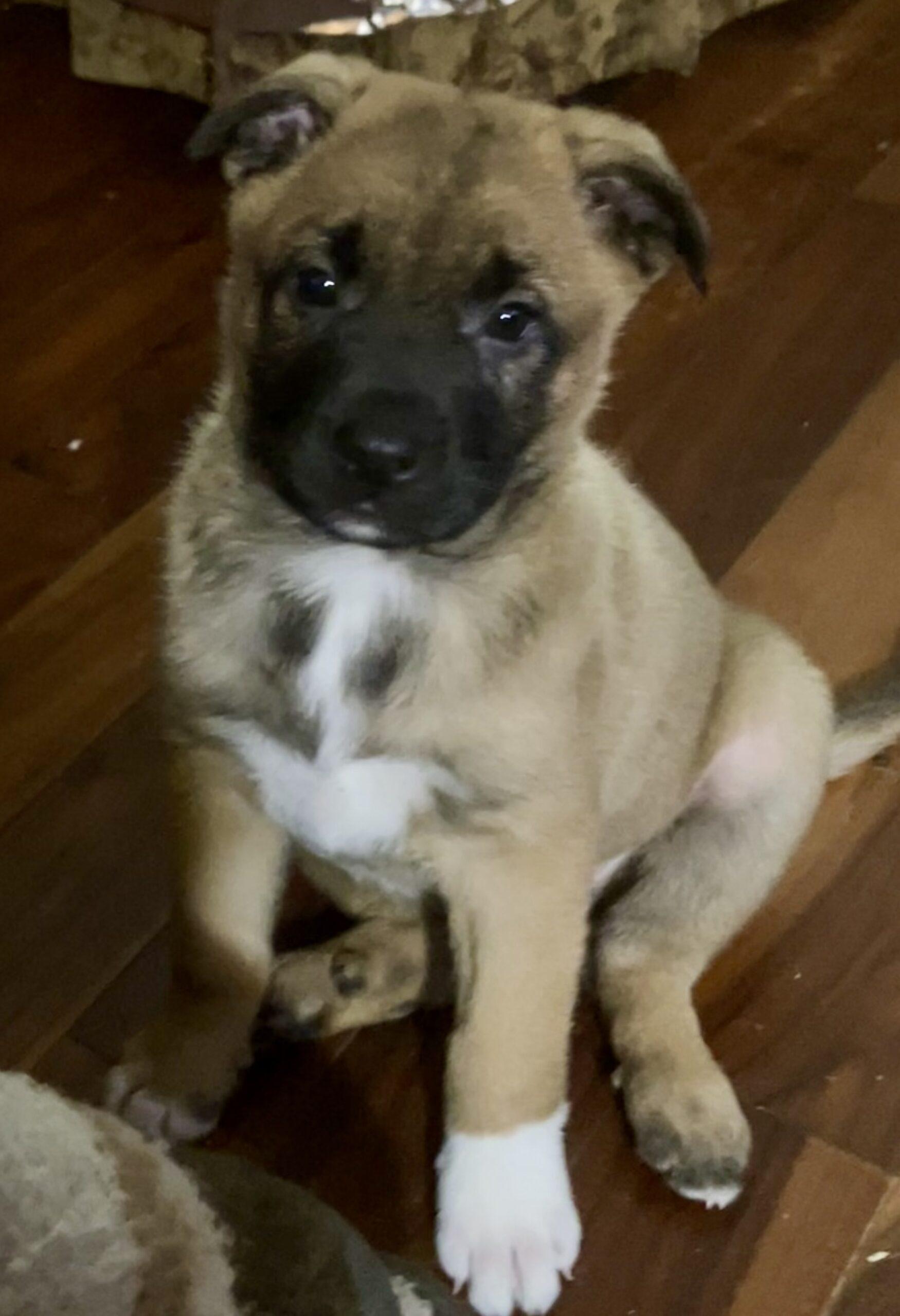 Enlarge Ashes, a ADOPTABLE mixed breed in Vienna, ON image 6/6