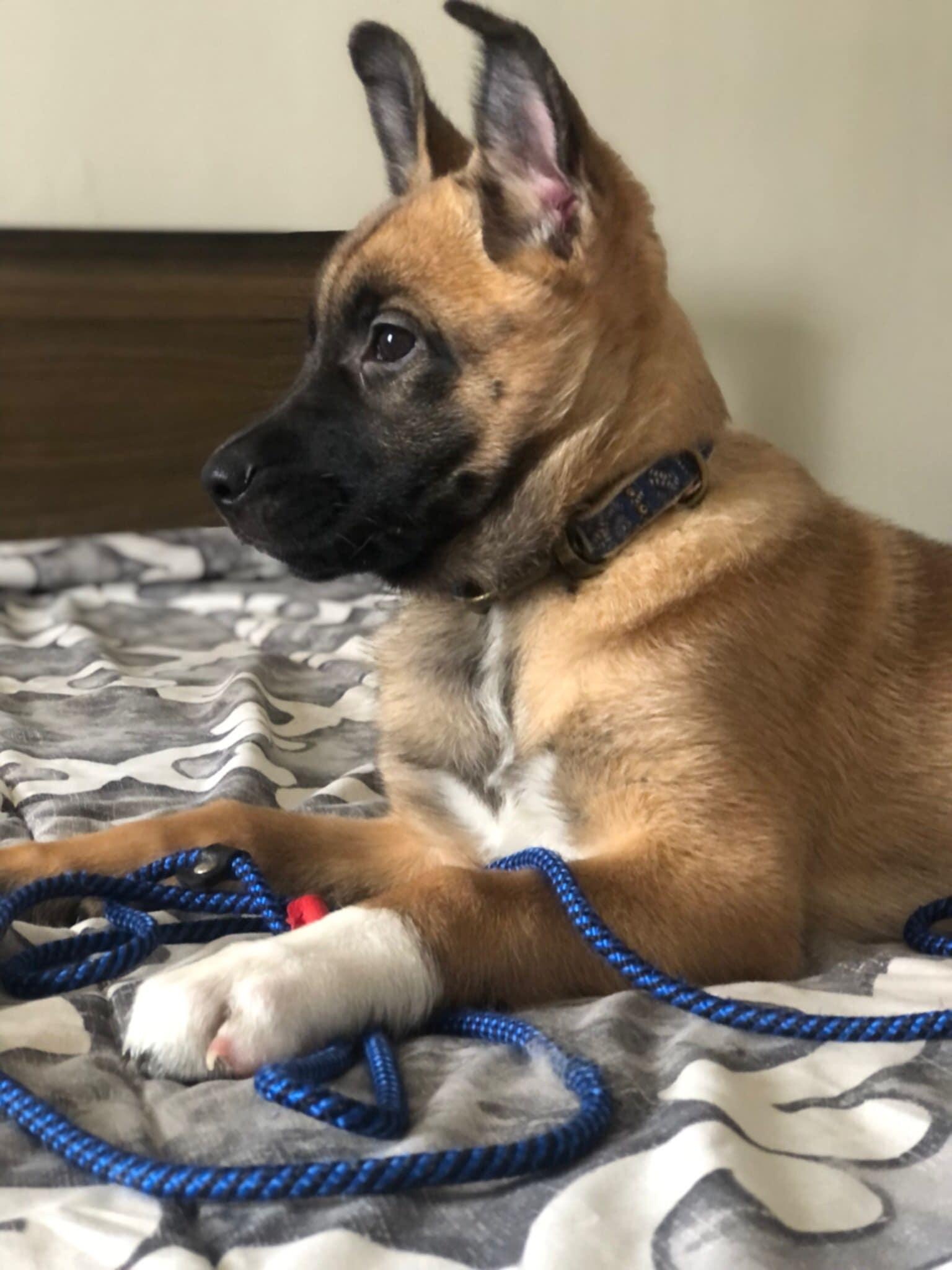 Enlarge Ashes, a ADOPTABLE mixed breed in Vienna, ON image 2/6