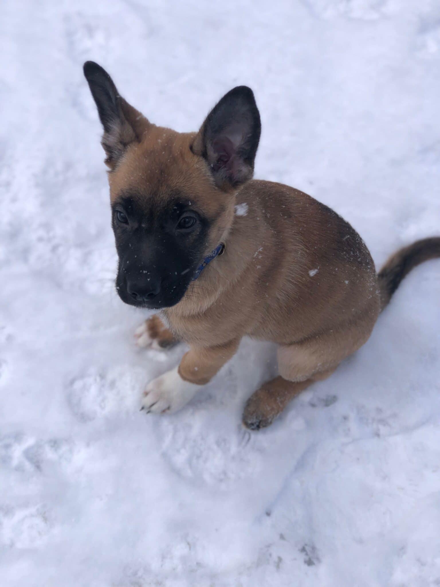 Enlarge Ashes, a ADOPTABLE mixed breed in Vienna, ON image 3/6