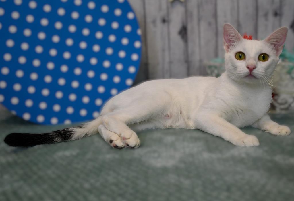 Enlarge Victoria, a Adoptable mixed breed in Roanoke, TX image 1/3