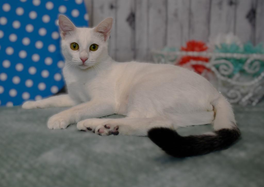 Enlarge Victoria, a Adoptable mixed breed in Roanoke, TX image 2/3