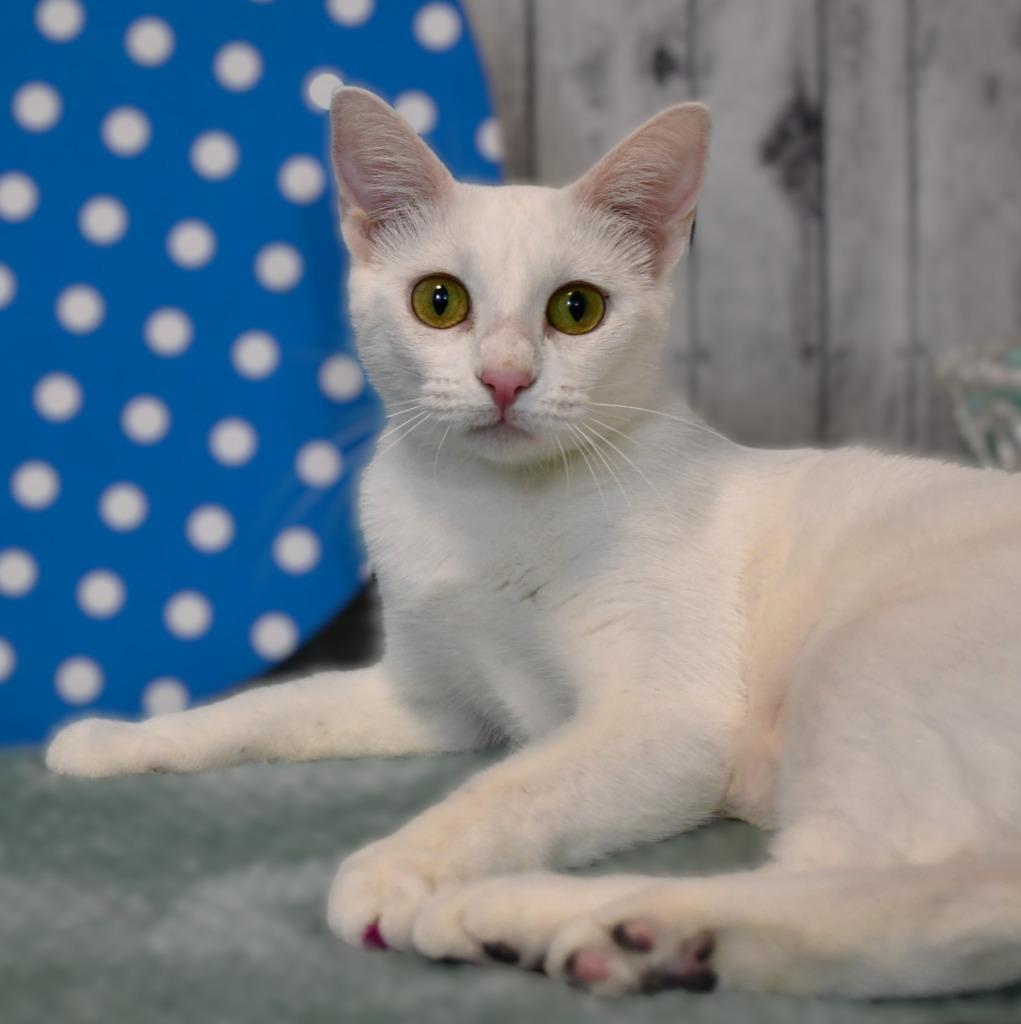 Enlarge Victoria, a Adoptable mixed breed in Roanoke, TX image 3/3