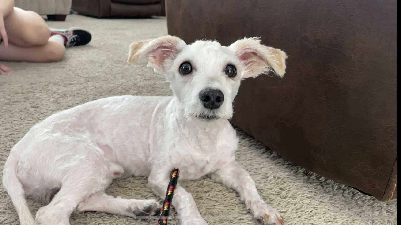 Enlarge Frederico, a Adopted mixed breed in Flagstaff, AZ image 1/1