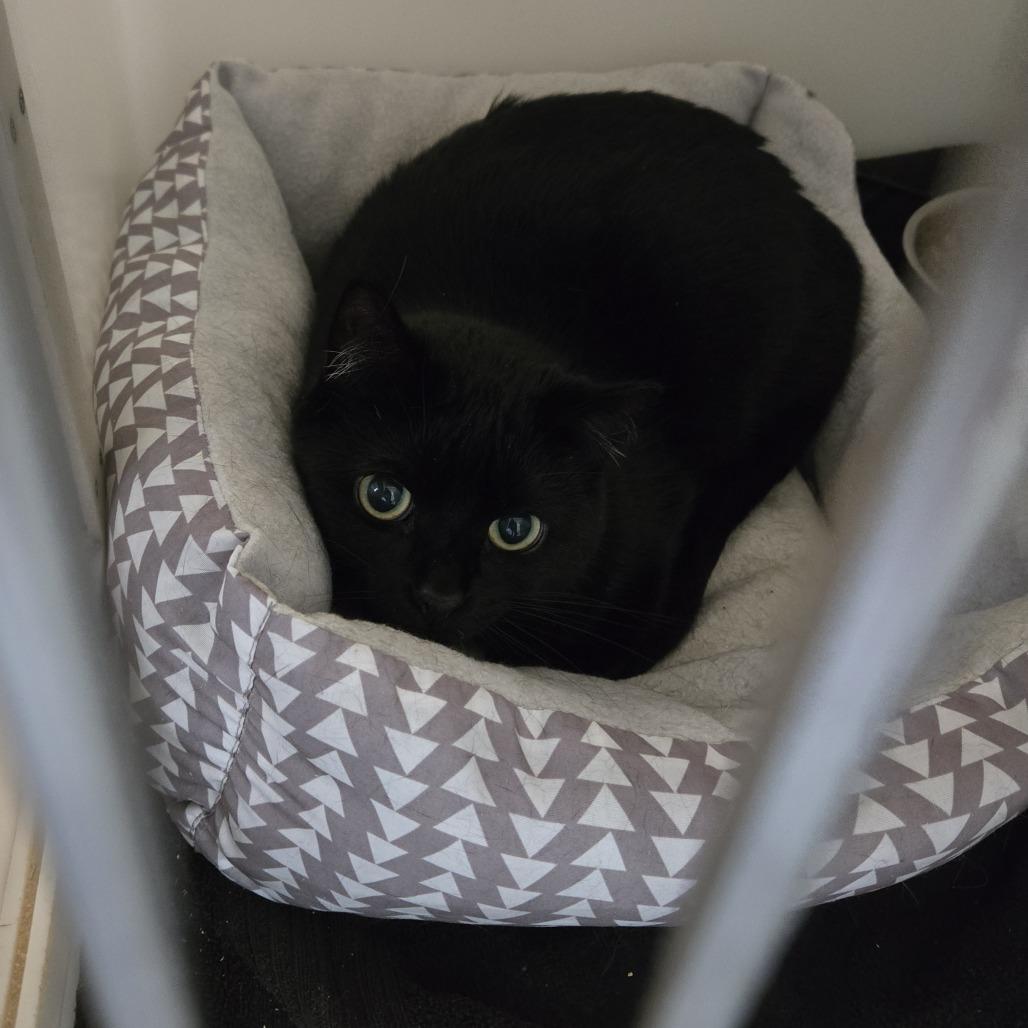 Tessa 26-075, Adoptable, Senior Female Domestic Short Hair.