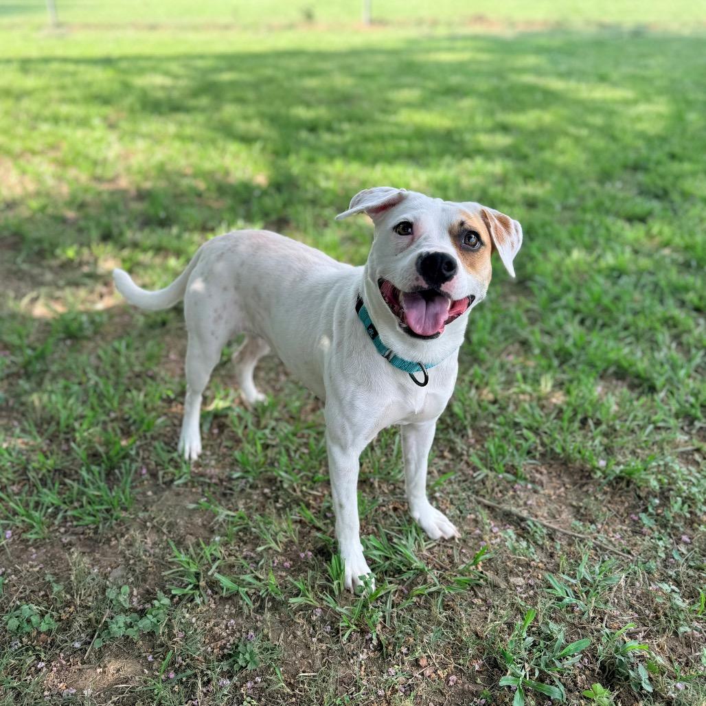 Amy, Adoptable, Adult Female Terrier & Mixed Breed.
