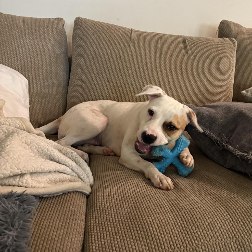 Amy, a Adoptable mixed breed in Carencro, LA image 2/6