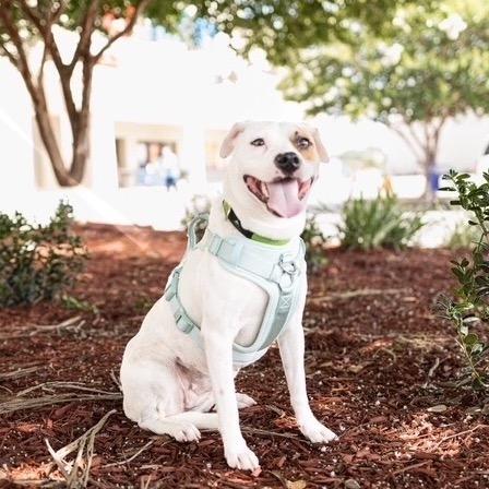 Amy, a Adoptable mixed breed in Carencro, LA image 3/6