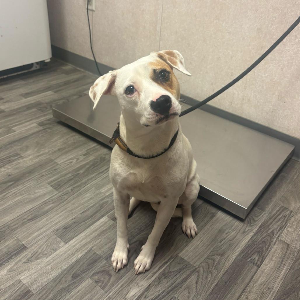 Amy, a Adoptable mixed breed in Carencro, LA image 4/6