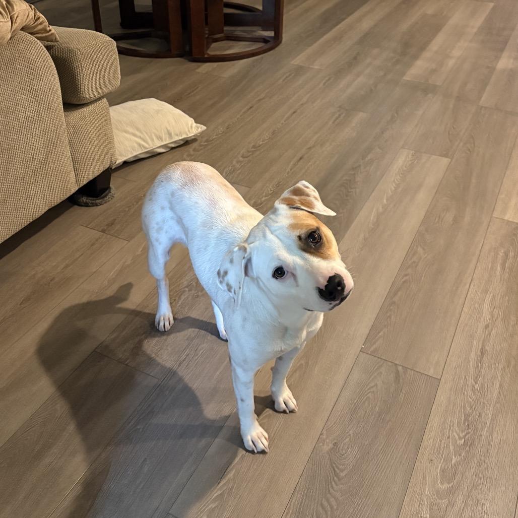 Amy, a Adoptable mixed breed in Carencro, LA image 5/6