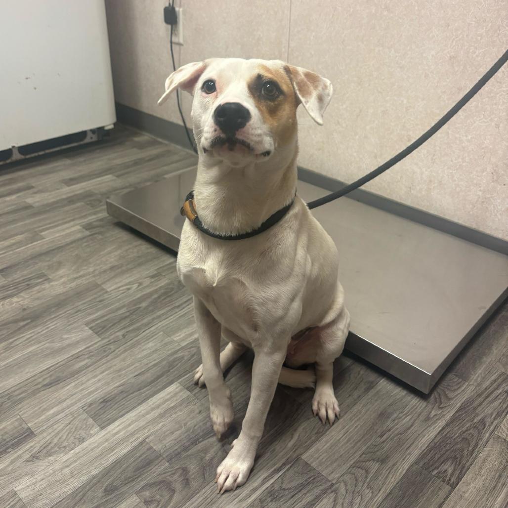 Amy, a Adoptable mixed breed in Carencro, LA image 6/6