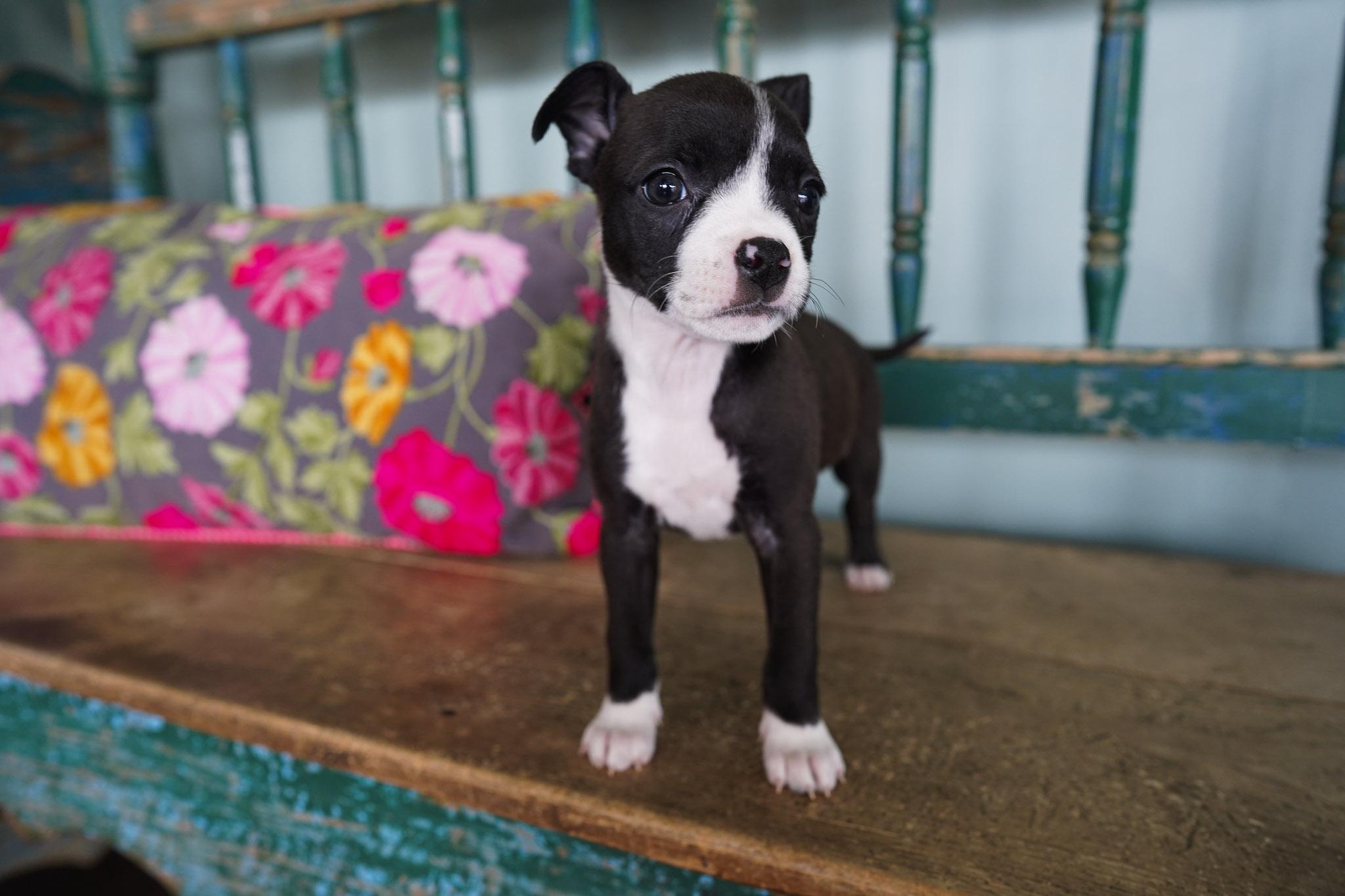 Enlarge Nala, a ADOPTABLE mixed breed in San Antonio, TX image 1/3