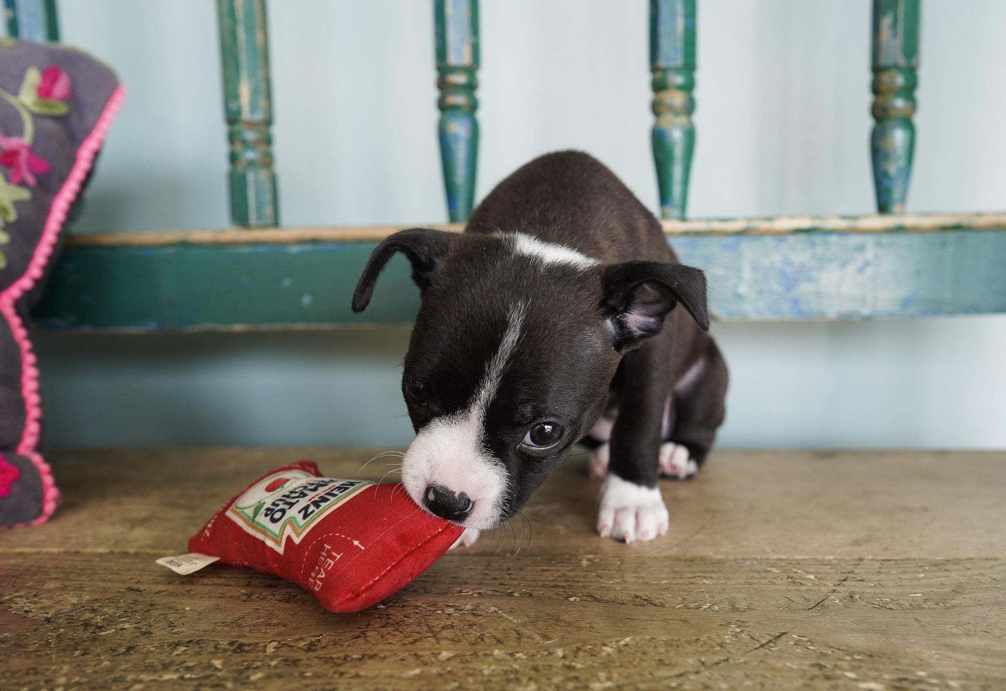 Enlarge Nala, a ADOPTABLE mixed breed in San Antonio, TX image 3/3