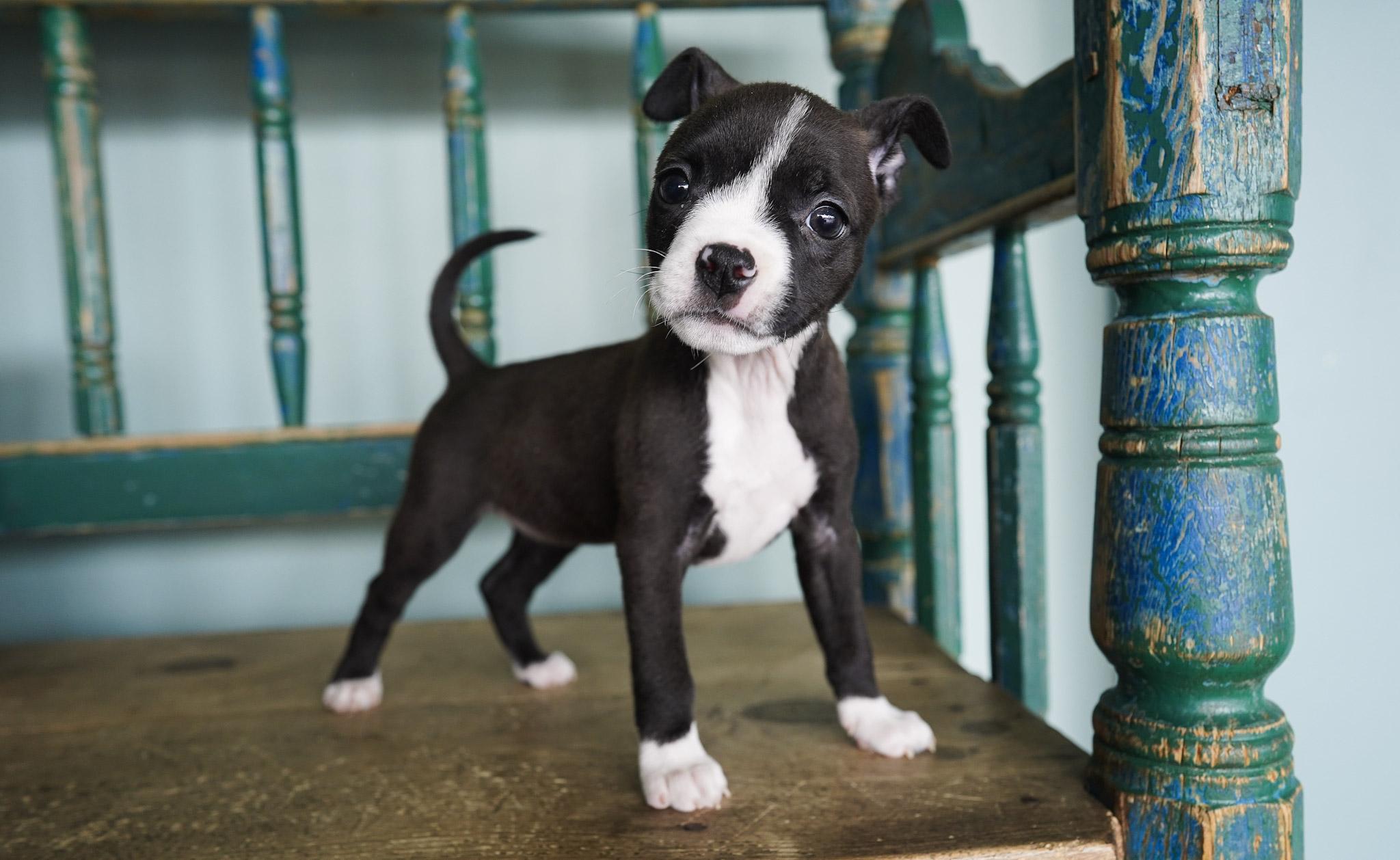 Enlarge Nala, a ADOPTABLE mixed breed in San Antonio, TX image 2/3