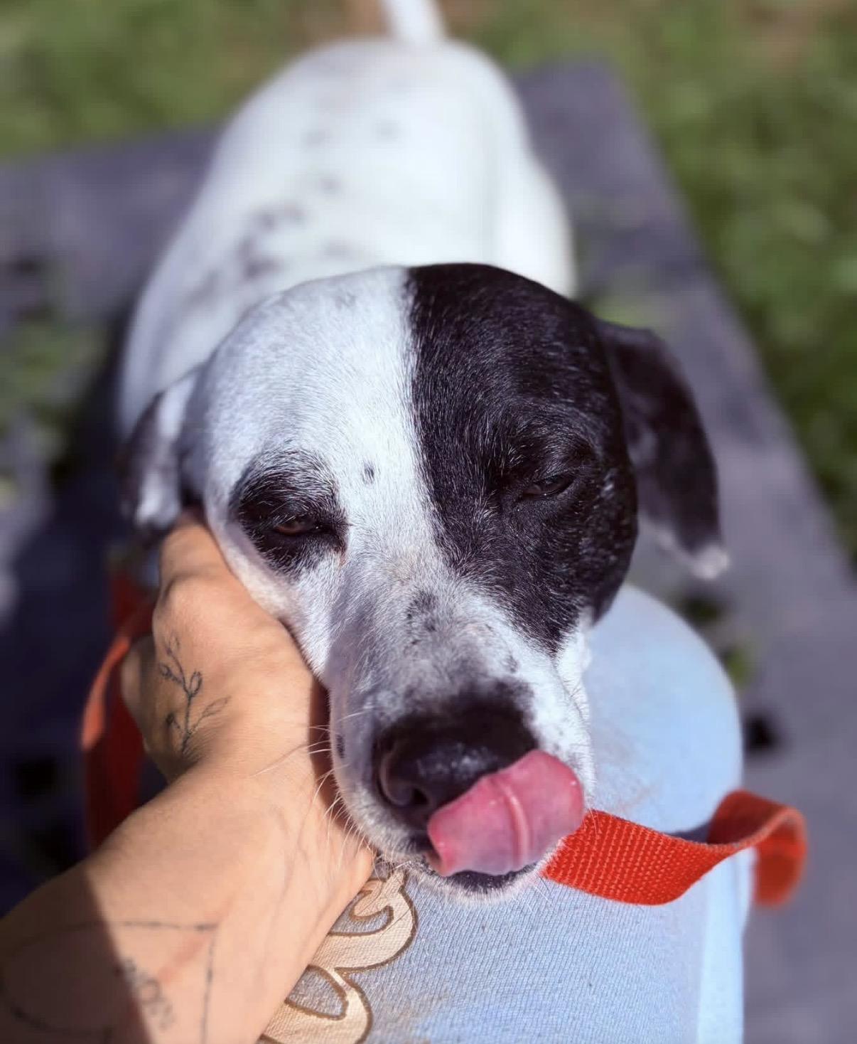 Patches, ADOPTABLE, Adult Male Australian Cattle Dog / Blue Heeler.