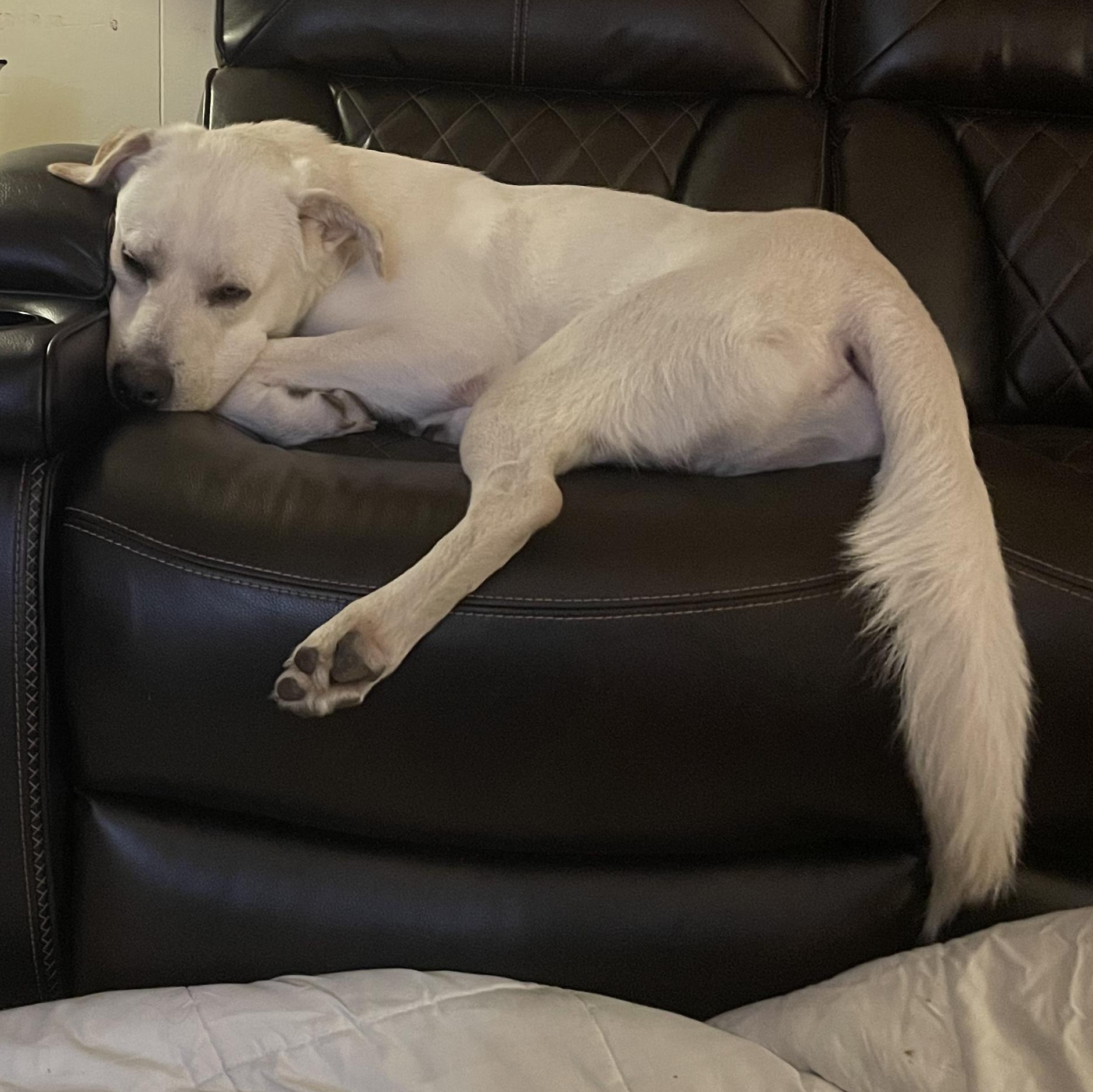 Enlarge WYATT, a Adoptable mixed breed in Weatherford, TX image 2/6