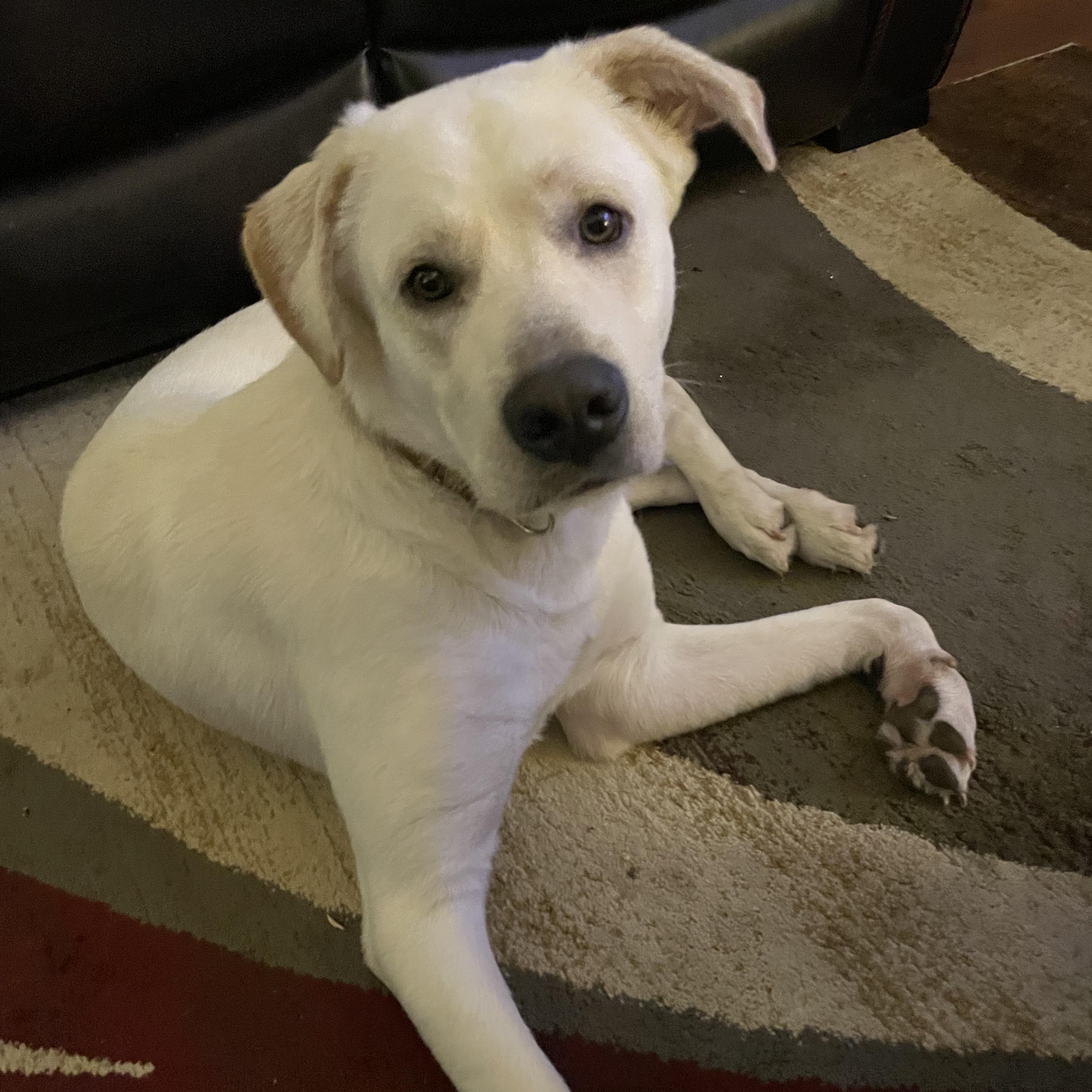 Enlarge WYATT, a Adoptable mixed breed in Weatherford, TX image 4/6