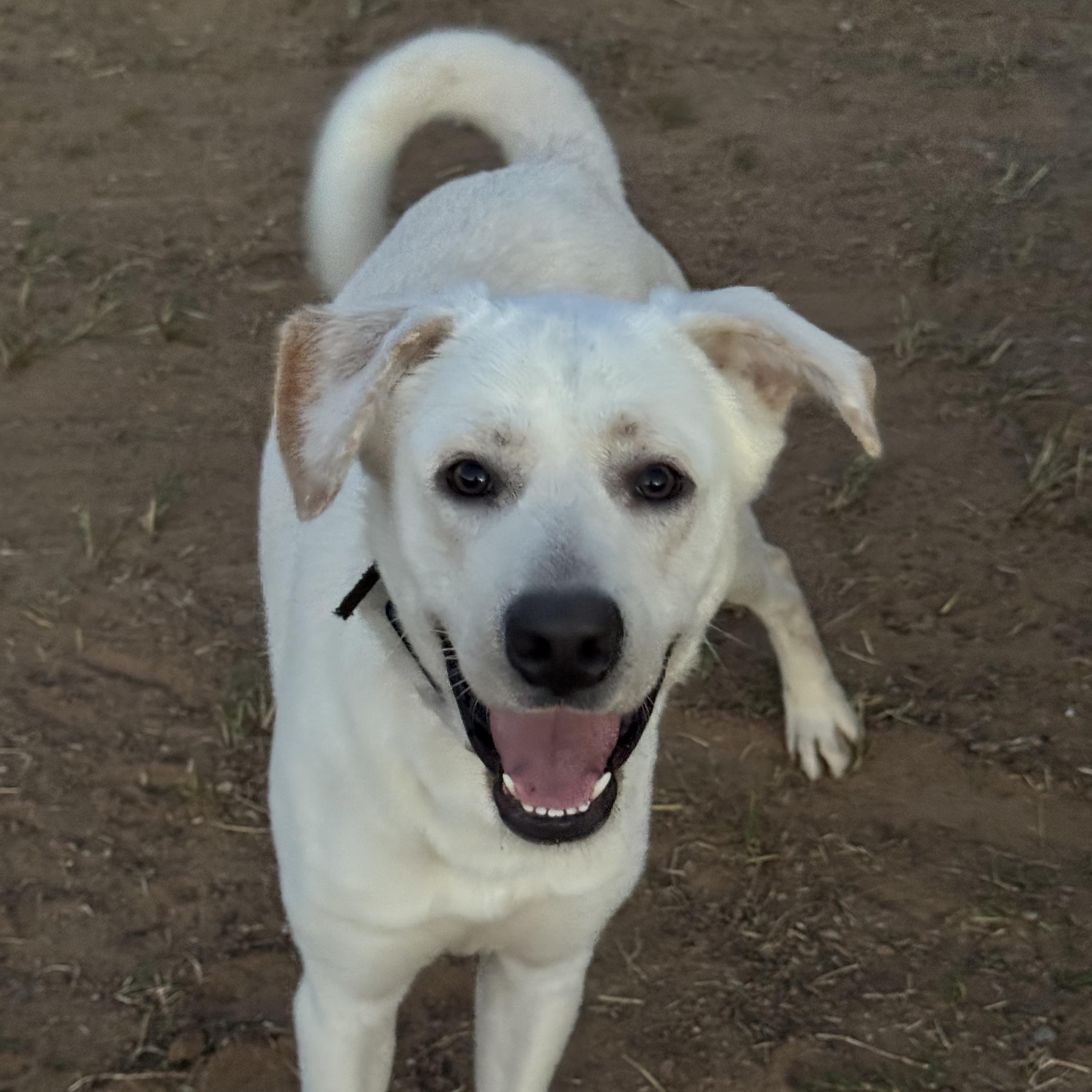 Enlarge WYATT, a Adoptable mixed breed in Weatherford, TX image 1/6