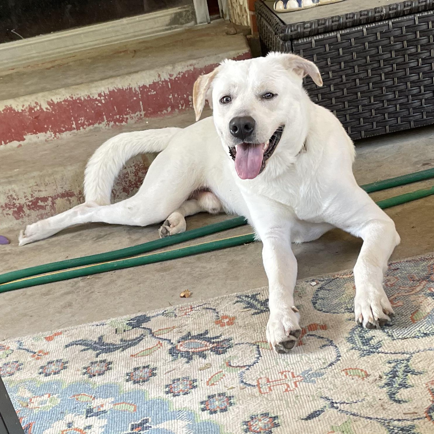 Enlarge WYATT, a Adoptable mixed breed in Weatherford, TX image 5/6