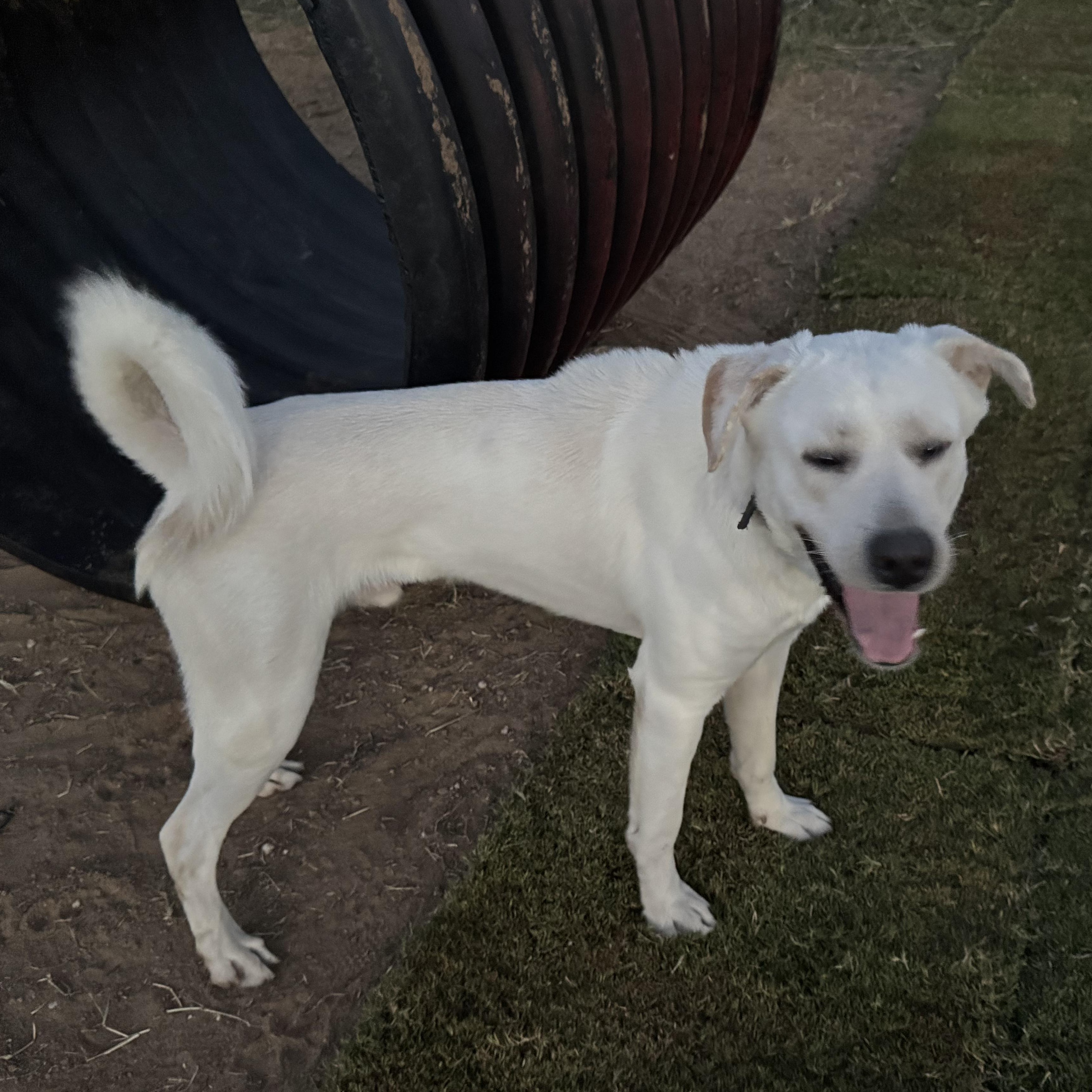 Enlarge WYATT, a Adoptable mixed breed in Weatherford, TX image 6/6