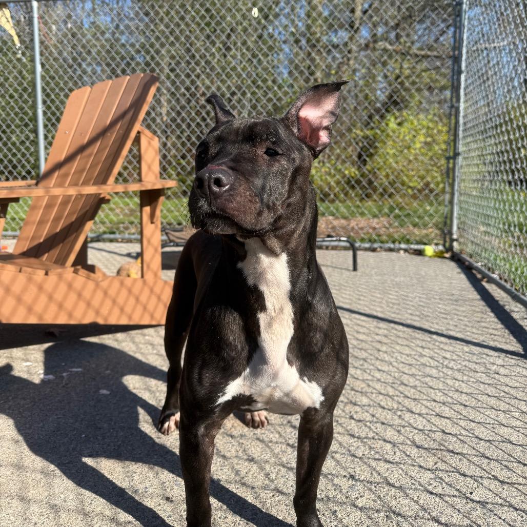 Gladis 162, Adoptable, Senior Female Pit Bull Terrier.