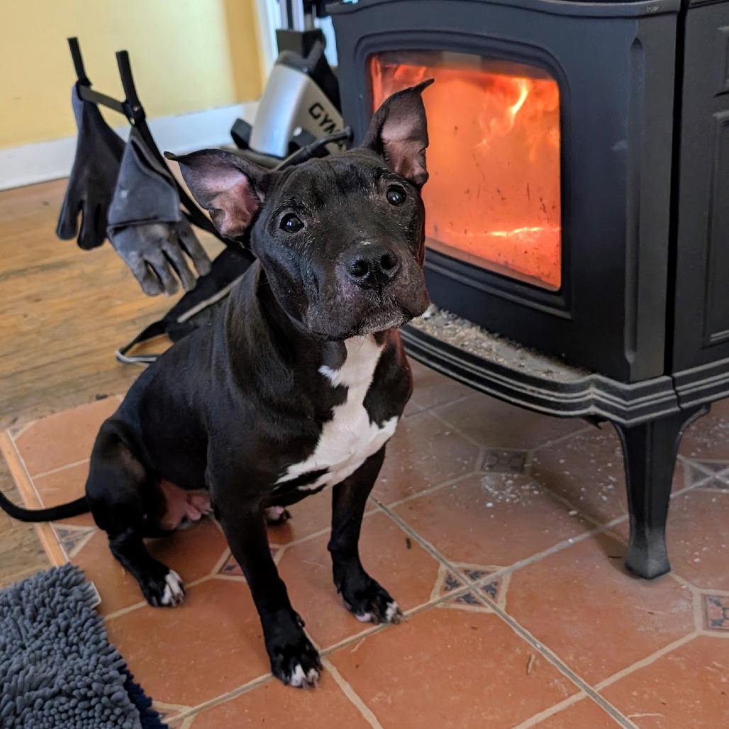 Enlarge Gladis 162, a Adoptable Pit Bull Terrier in Canastota, NY image 2/6