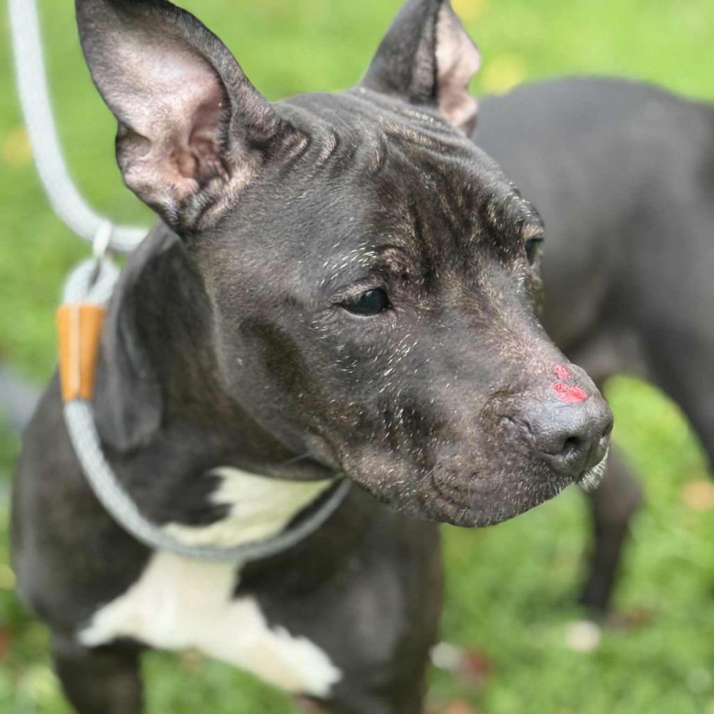Gladis 162, a Adoptable Pit Bull Terrier in Canastota, NY image 2/6