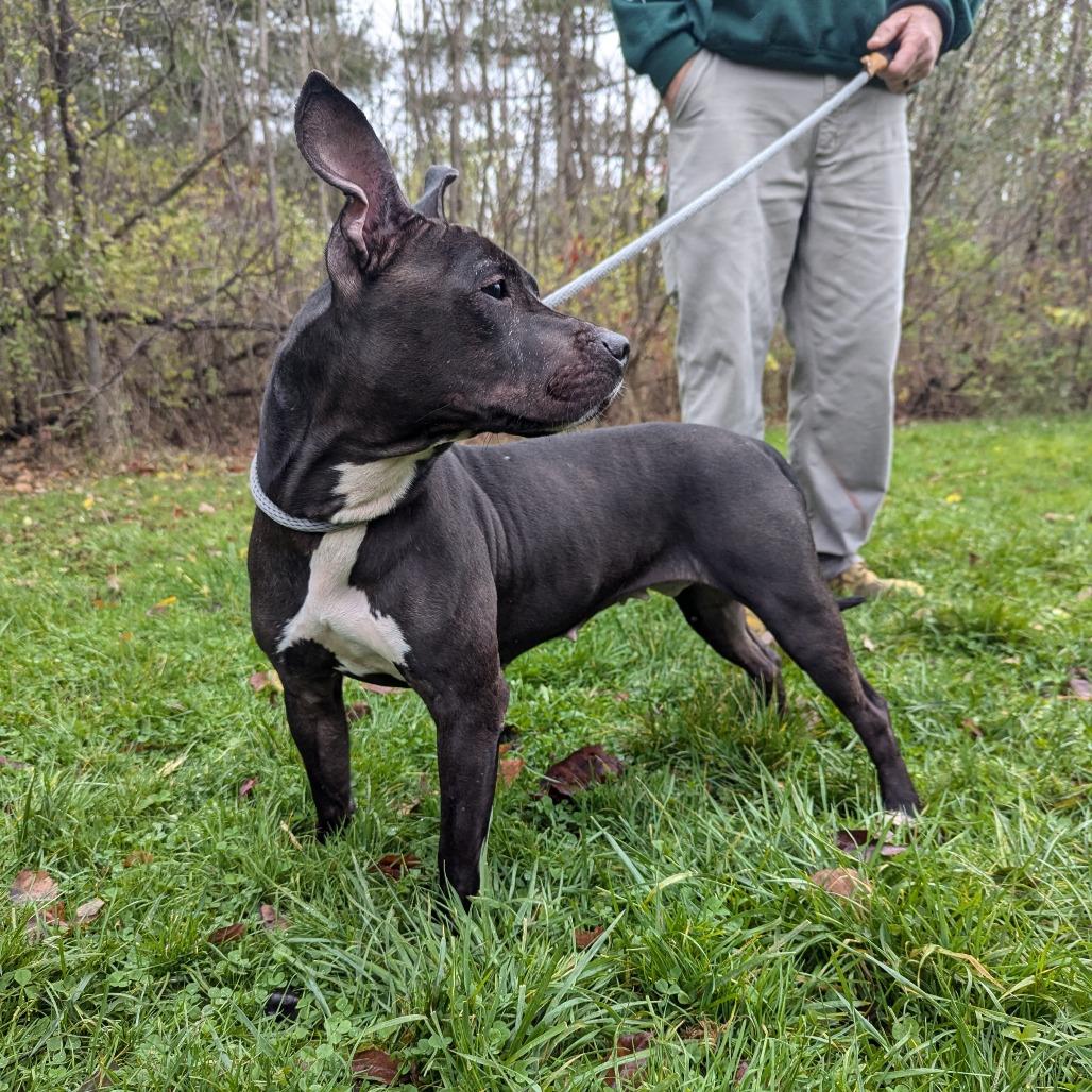 Gladis 162, a Adoptable Pit Bull Terrier in Canastota, NY image 3/6
