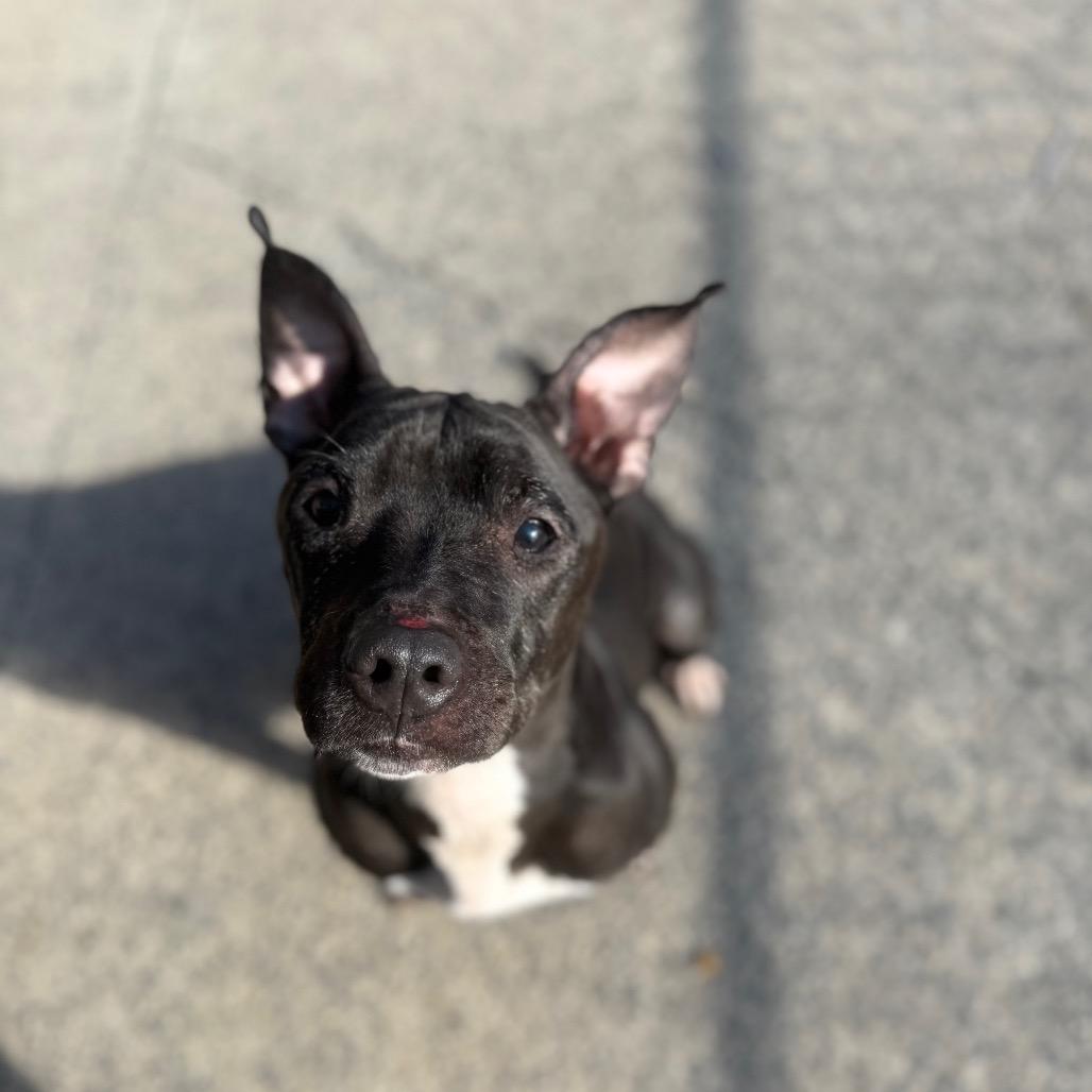 Gladis 162, a Adoptable Pit Bull Terrier in Canastota, NY image 4/6