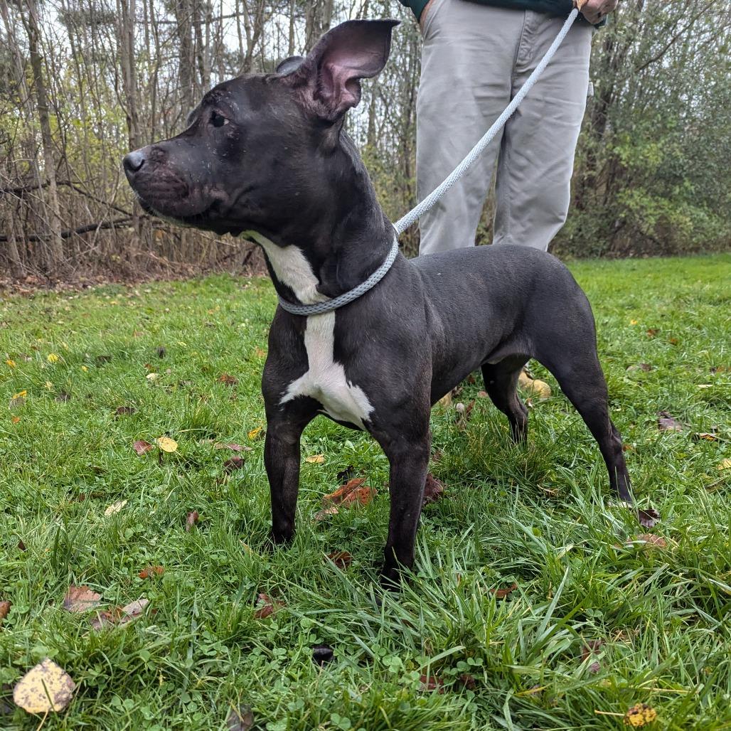 Gladis 162, a Adoptable Pit Bull Terrier in Canastota, NY image 5/6