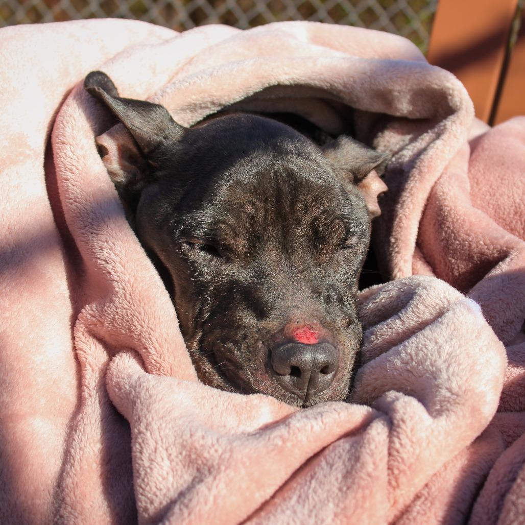Gladis 162, a Adoptable Pit Bull Terrier in Canastota, NY image 6/6