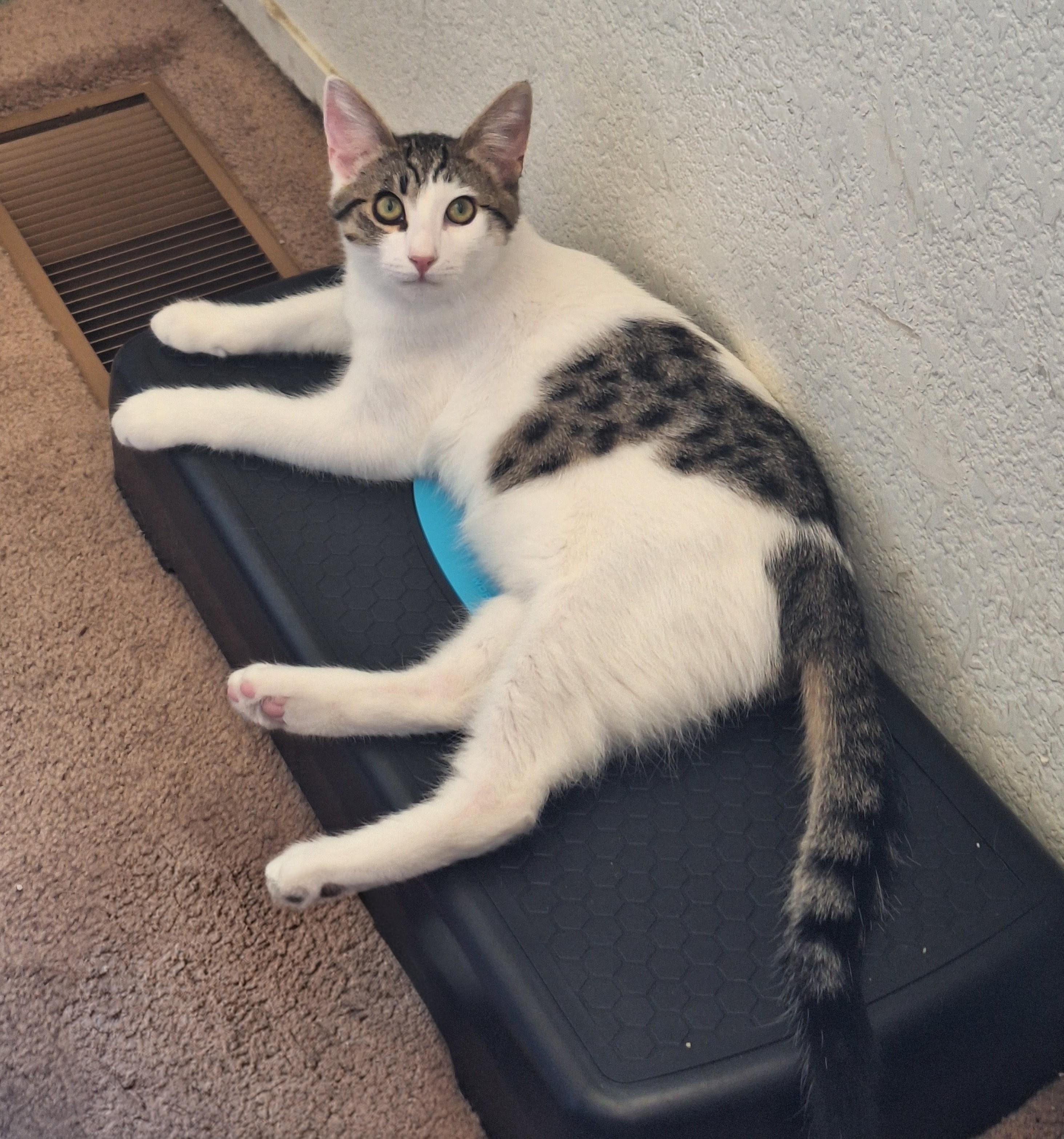 Enlarge Will, a ADOPTABLE Domestic Medium Hair in Reno, NV image 1/6