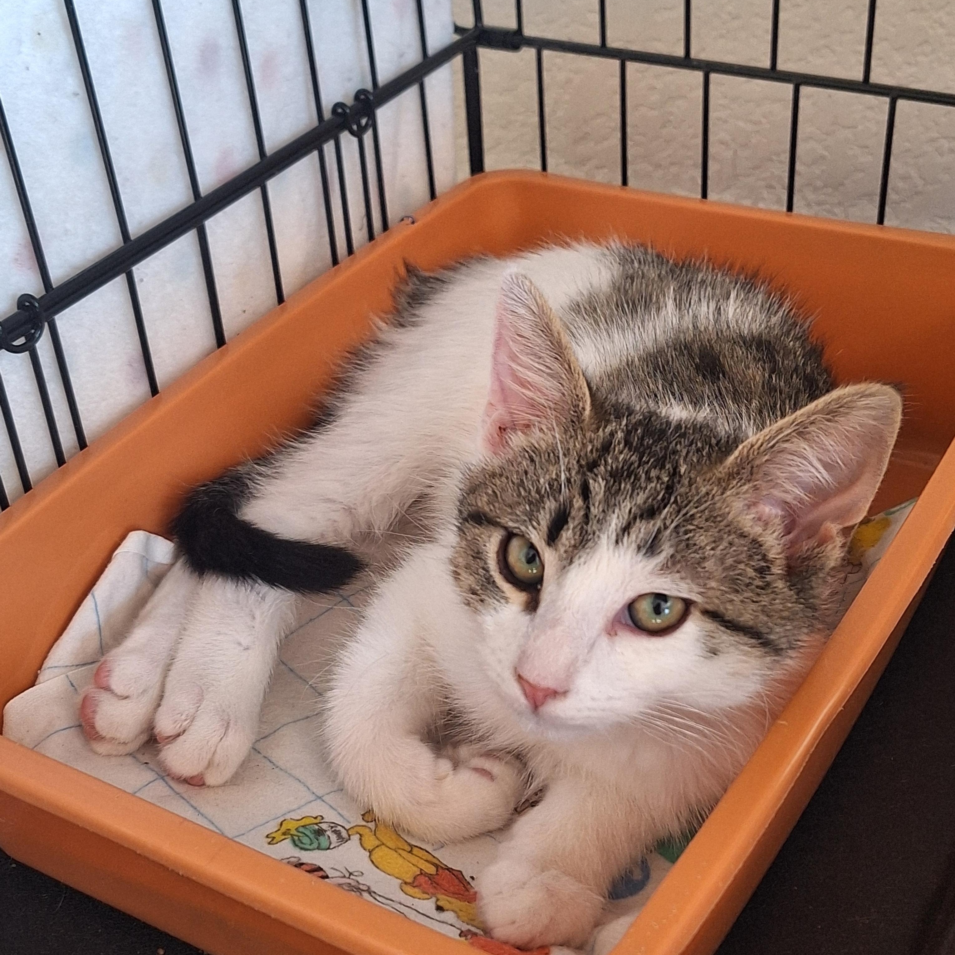 Willow "Willie", ADOPTABLE, Kitten Male Domestic Medium Hair.