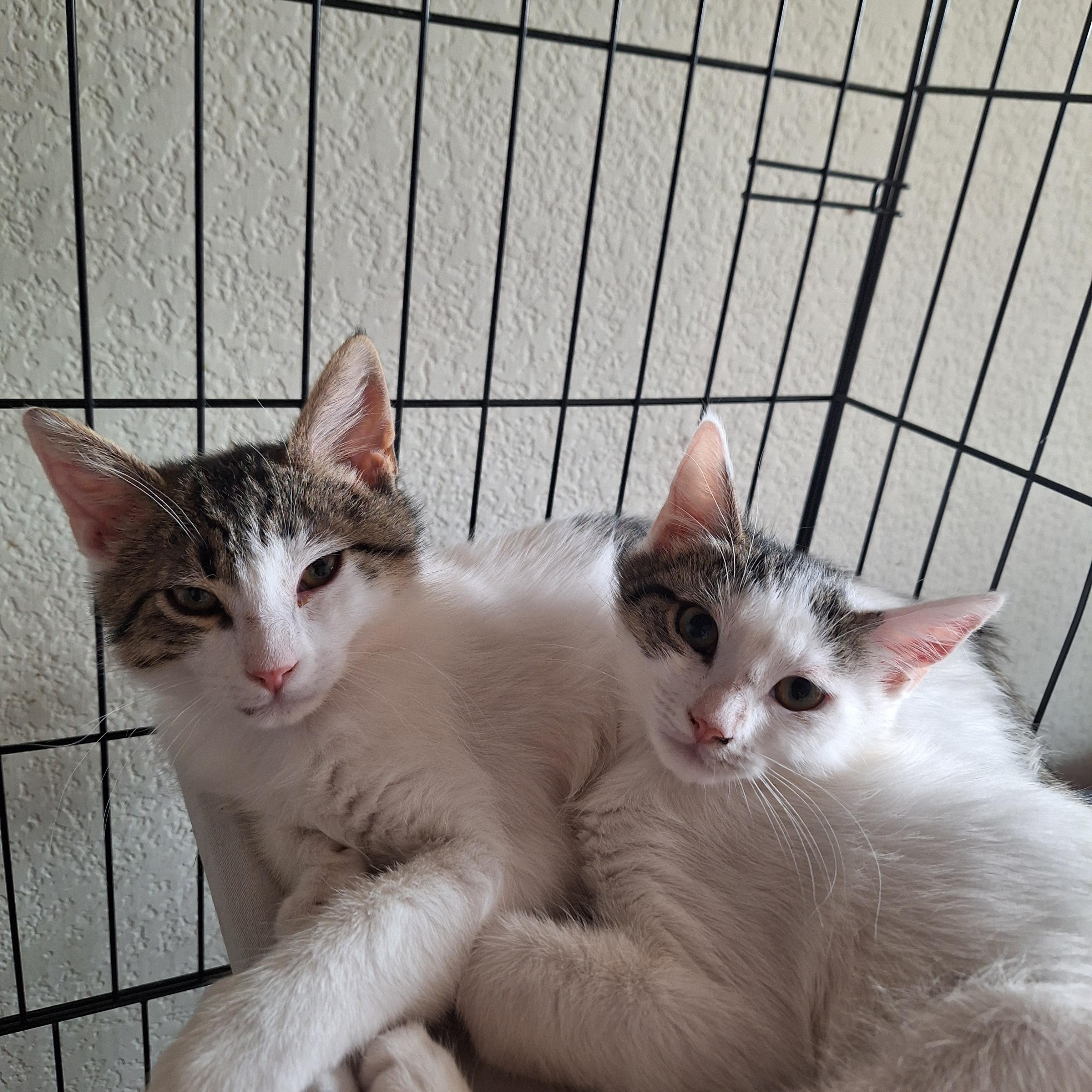 Willow "Willie", a ADOPTABLE Domestic Medium Hair in Reno, NV image 5/6