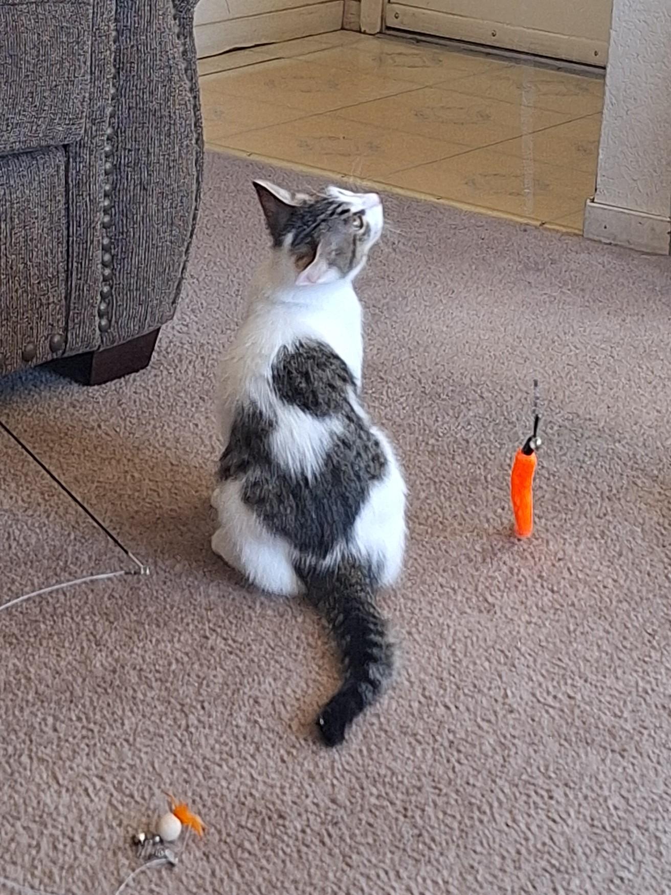 Willow "Willie", a ADOPTABLE Domestic Medium Hair in Reno, NV image 4/6