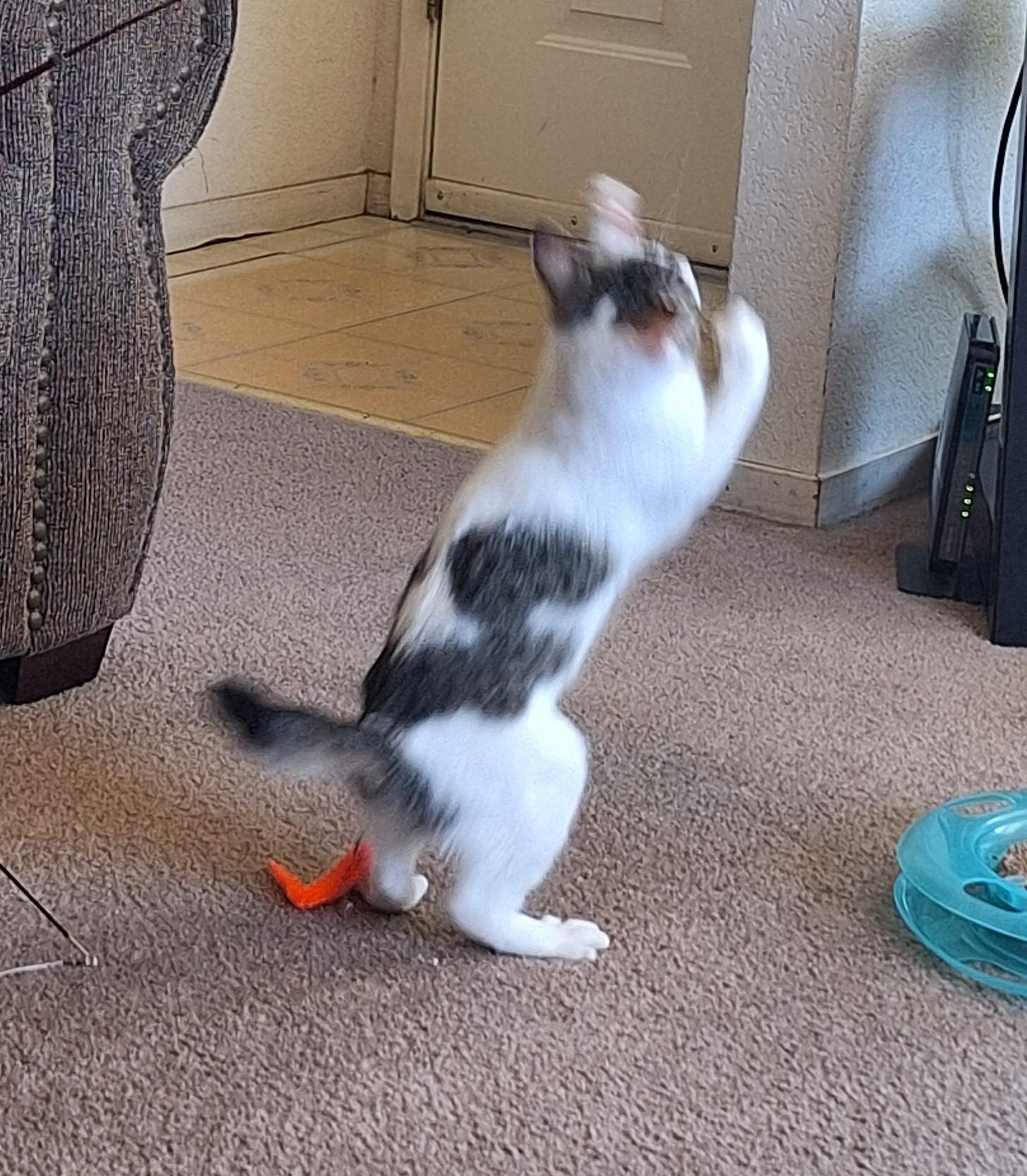 Willow "Willie", a ADOPTABLE Domestic Medium Hair in Reno, NV image 1/6