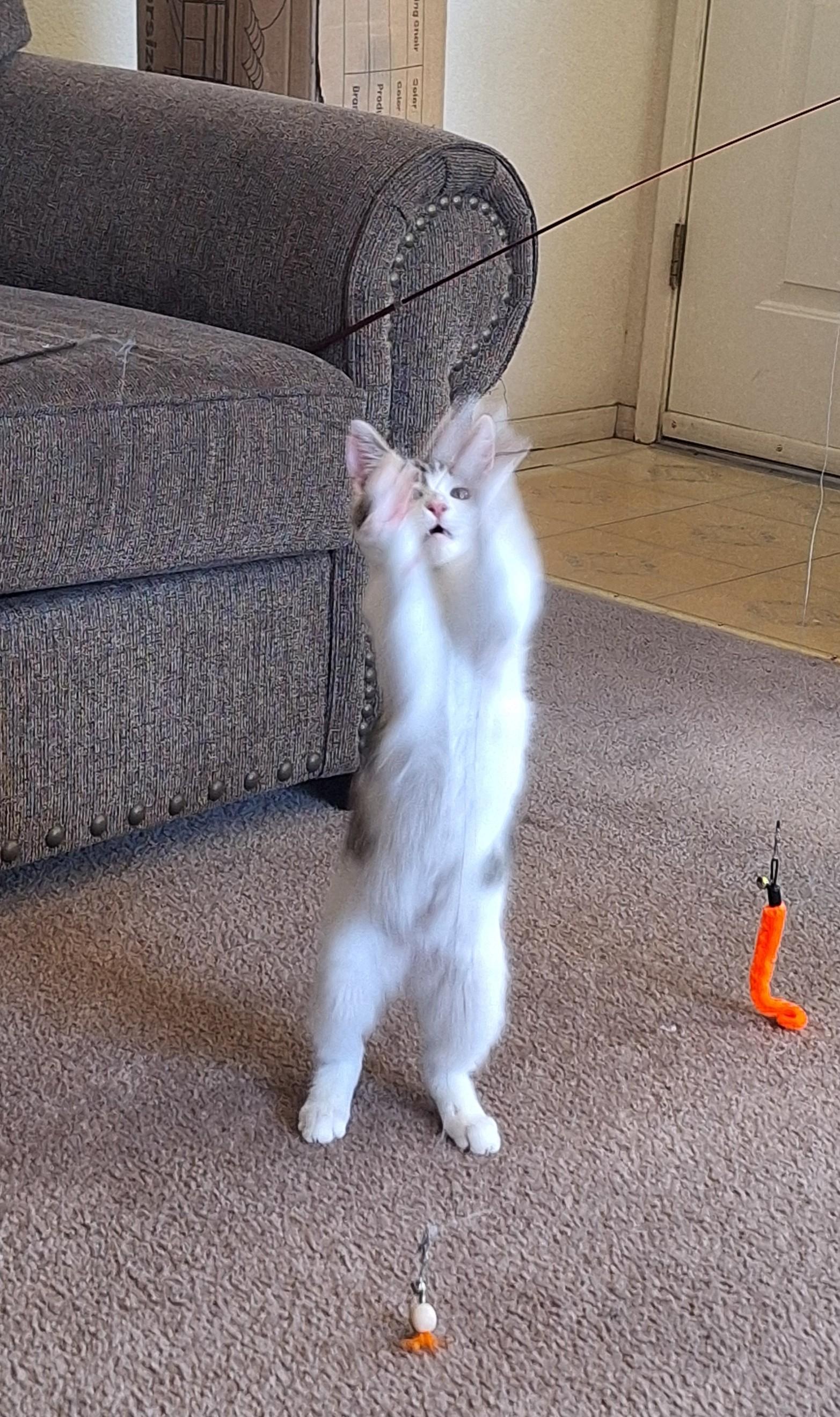 Willow "Willie", a ADOPTABLE Domestic Medium Hair in Reno, NV image 2/6
